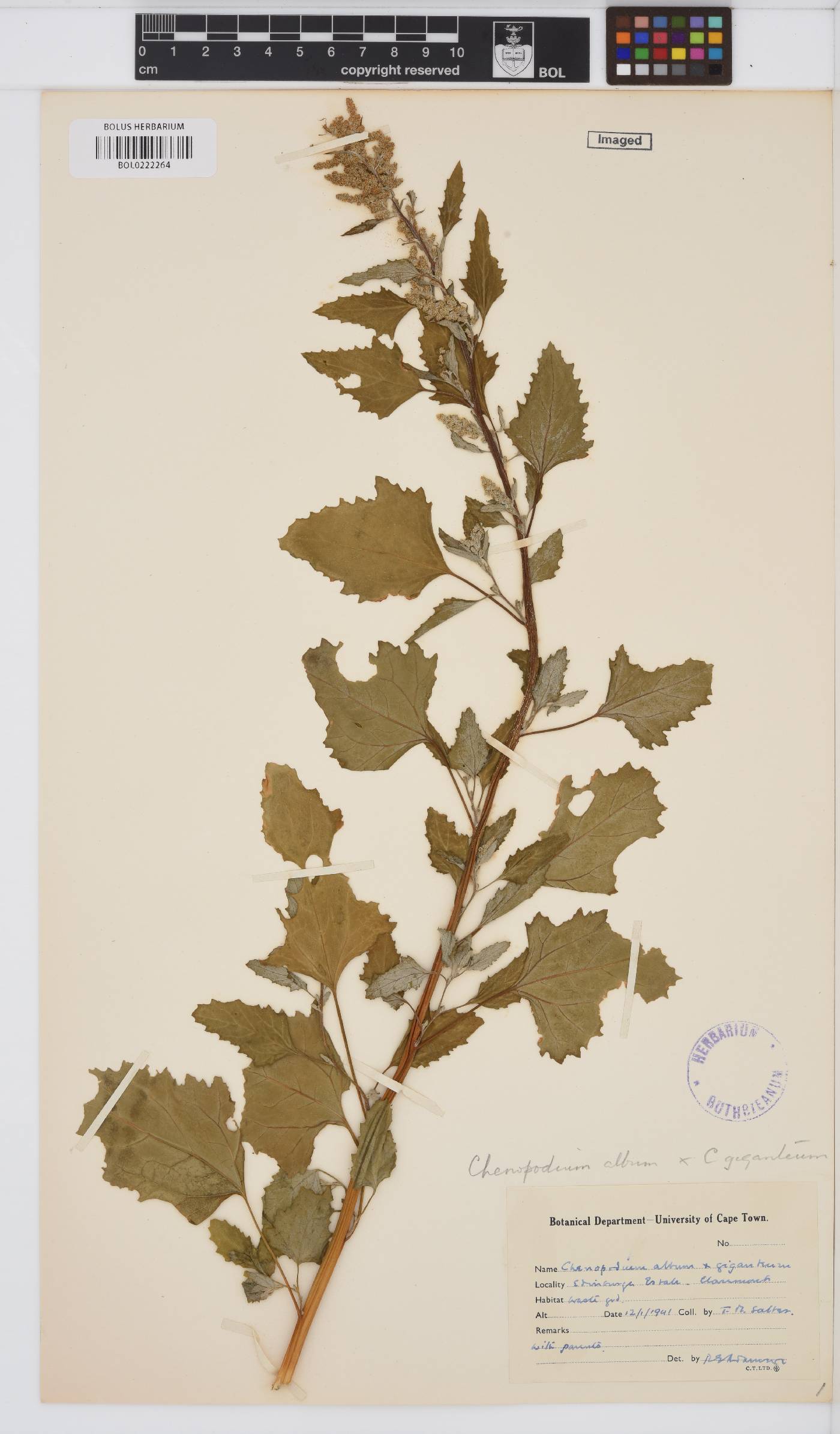Amaranthaceae image