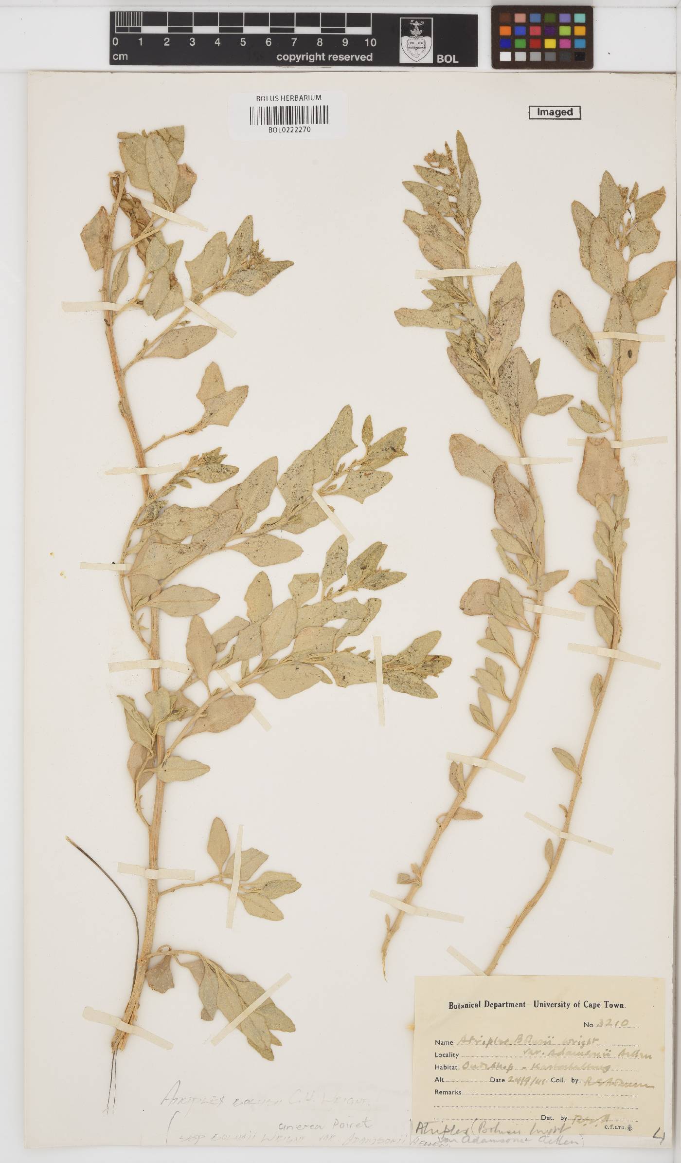 Atriplex cinerea subsp. bolusii image