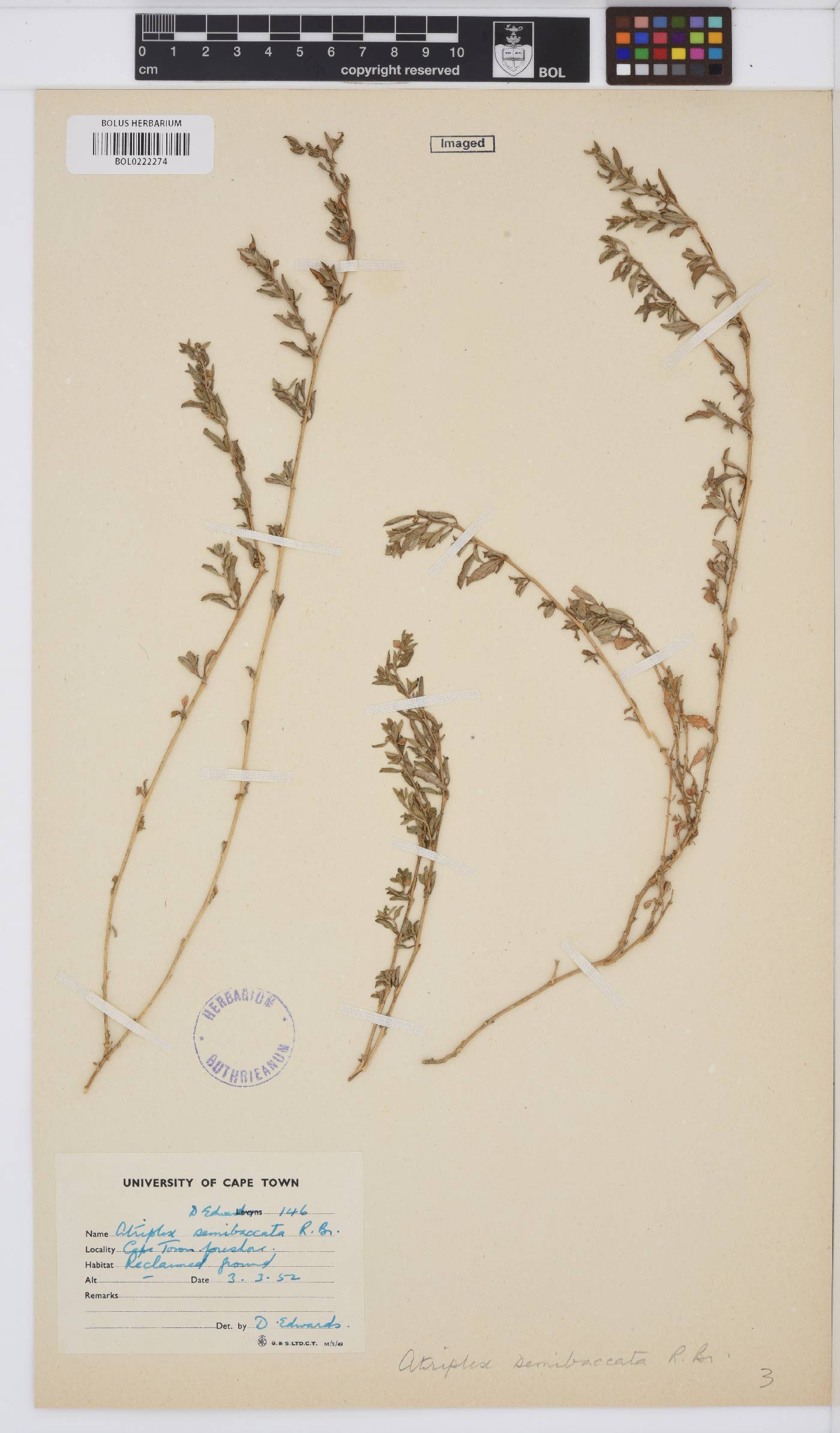 Atriplex semibaccata image