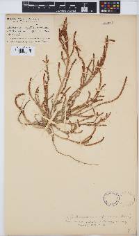 Image of Sarcocornia natalensis