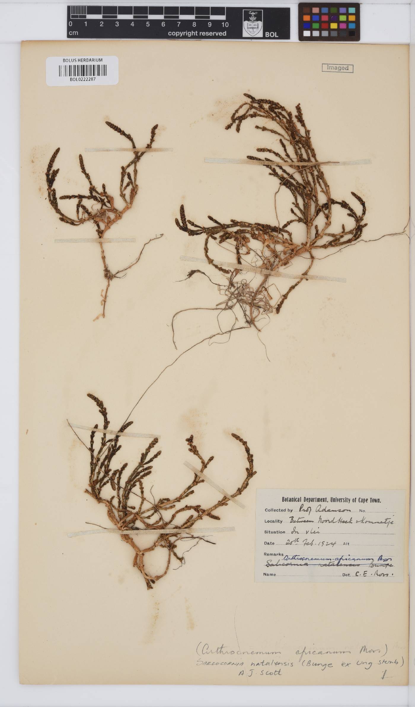 Sarcocornia natalensis image