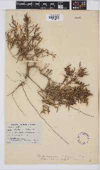 Sarcocornia pillansii image
