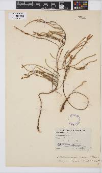Sarcocornia capensis image