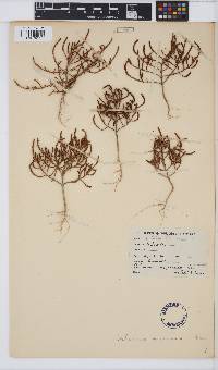 Image of Salicornia meyeriana