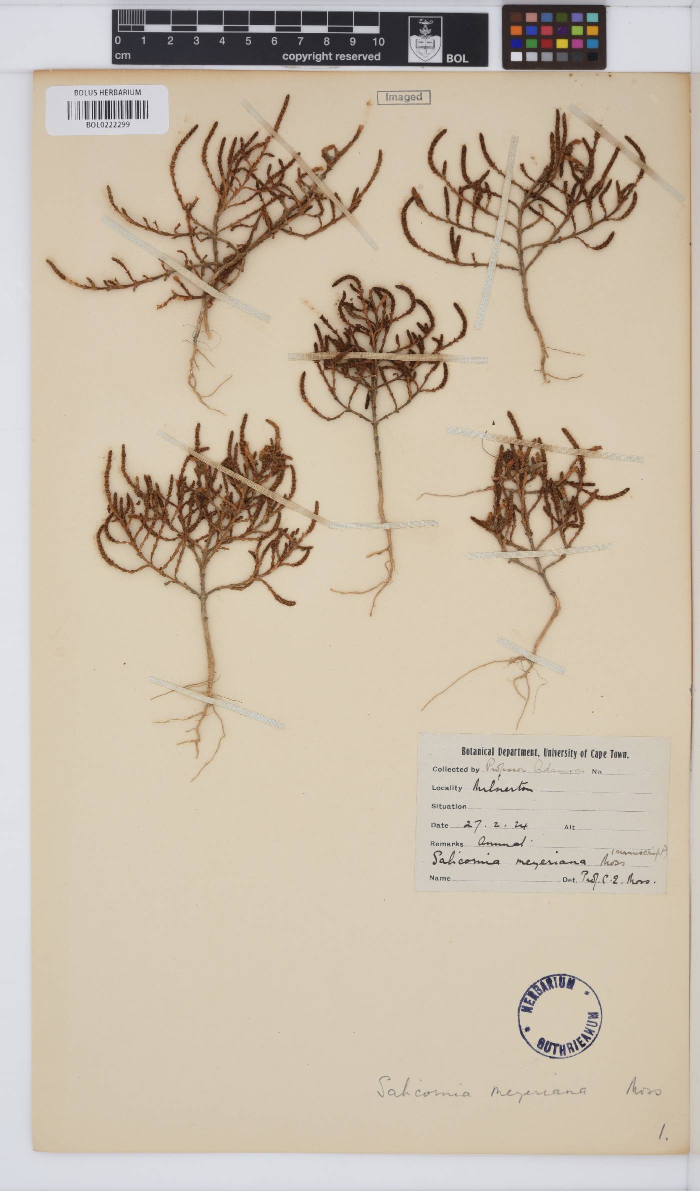 Salicornia meyeriana image