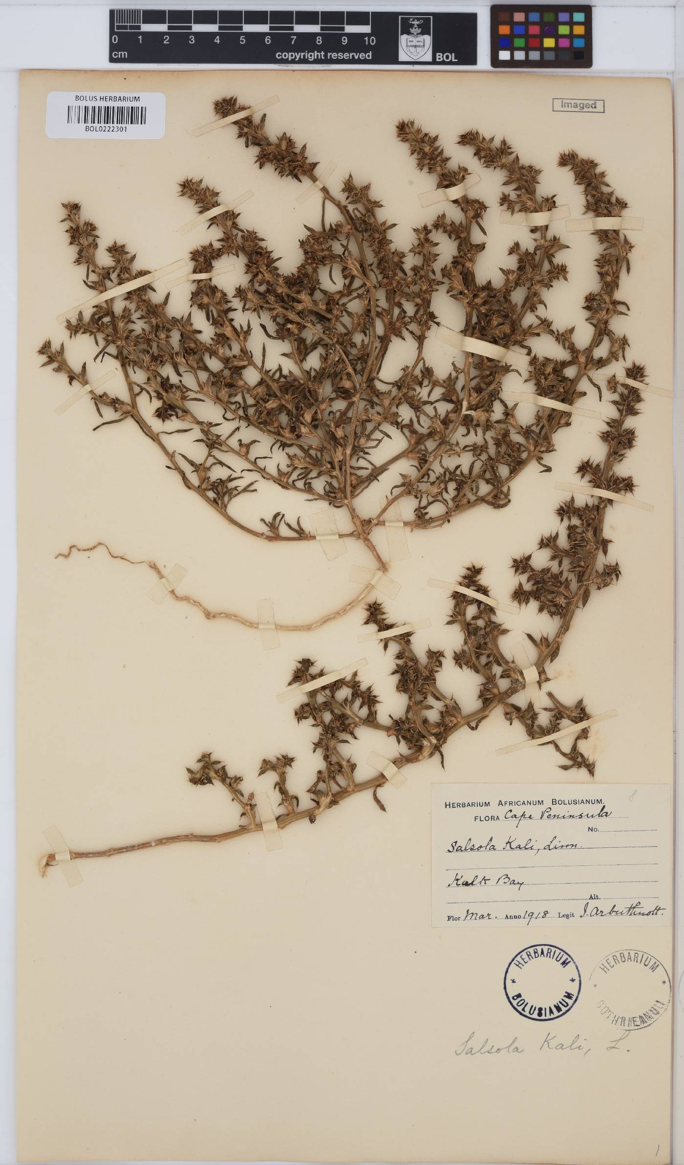 Salsola image