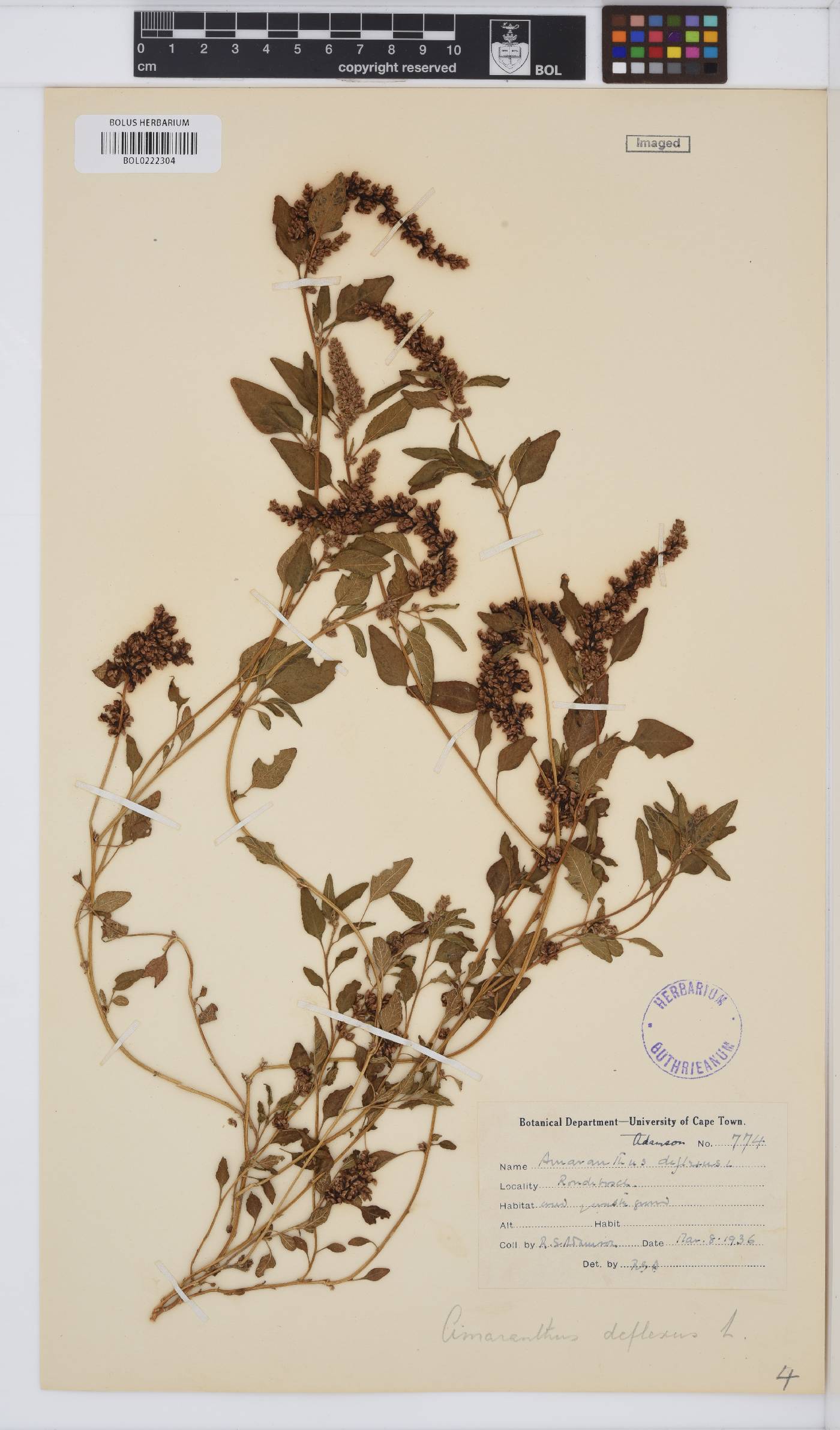 Amaranthus deflexus image