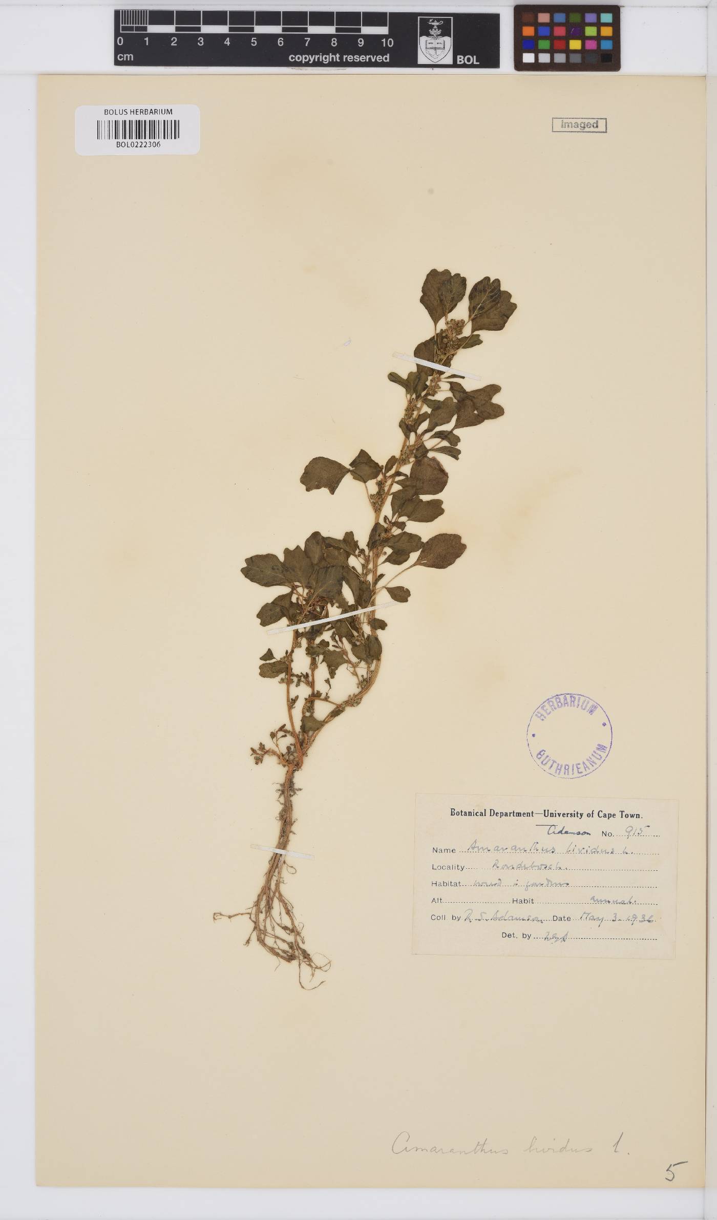 Amaranthus deflexus image