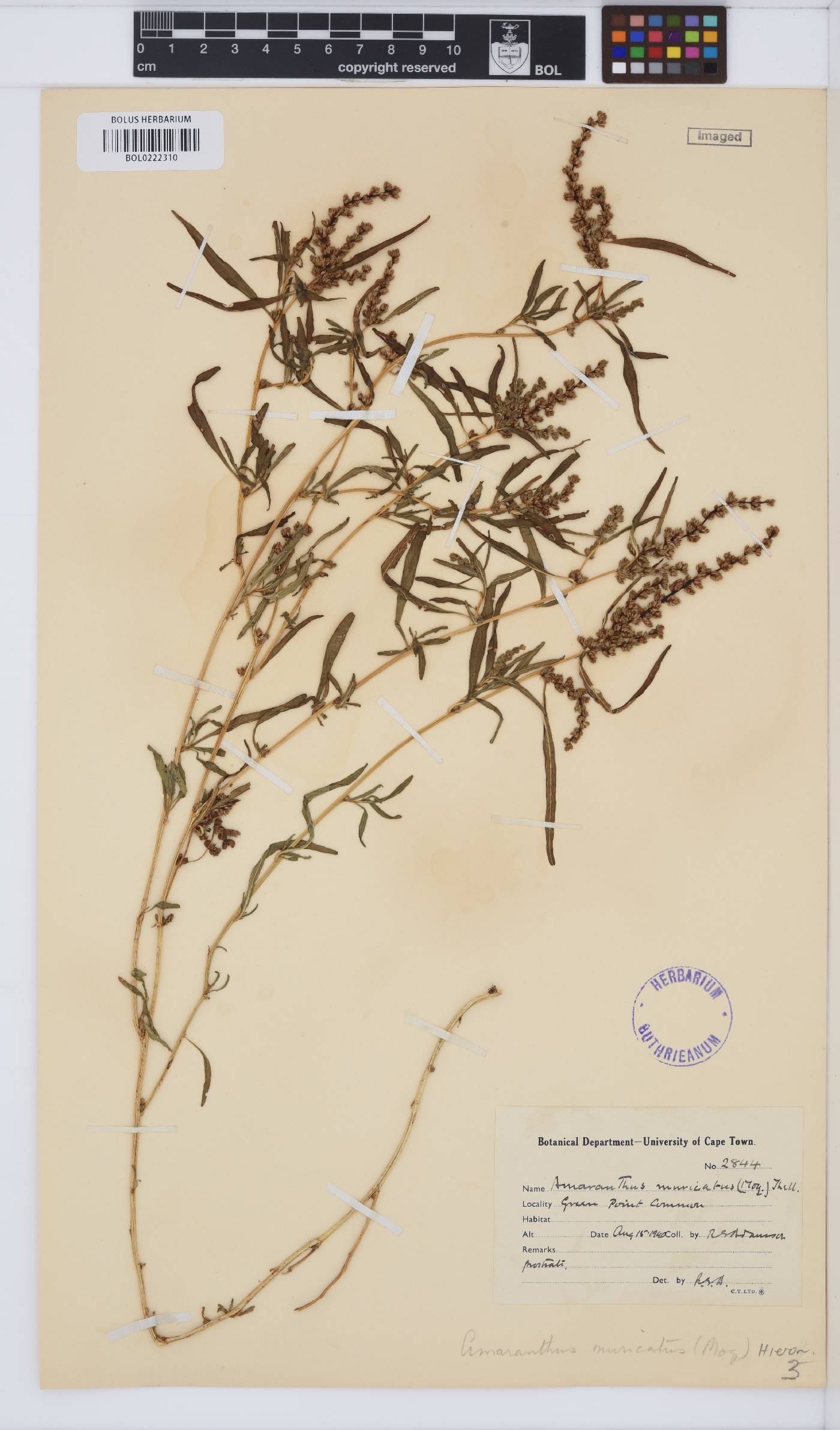 Amaranthus muricatus image