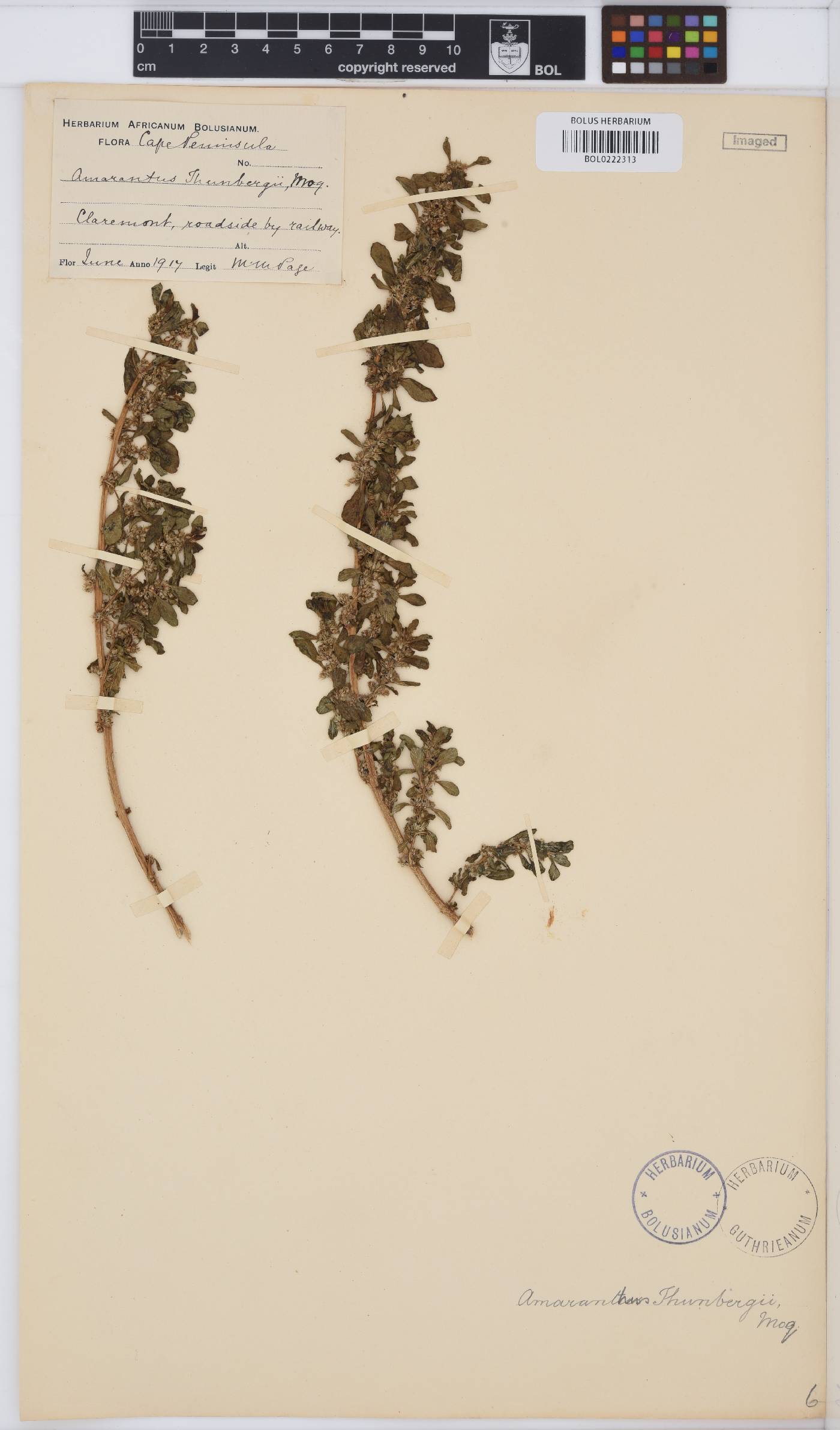 Amaranthus thunbergii image