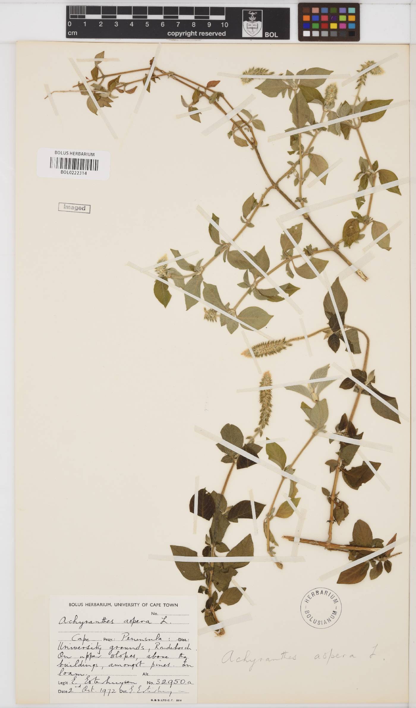 Amaranthaceae image