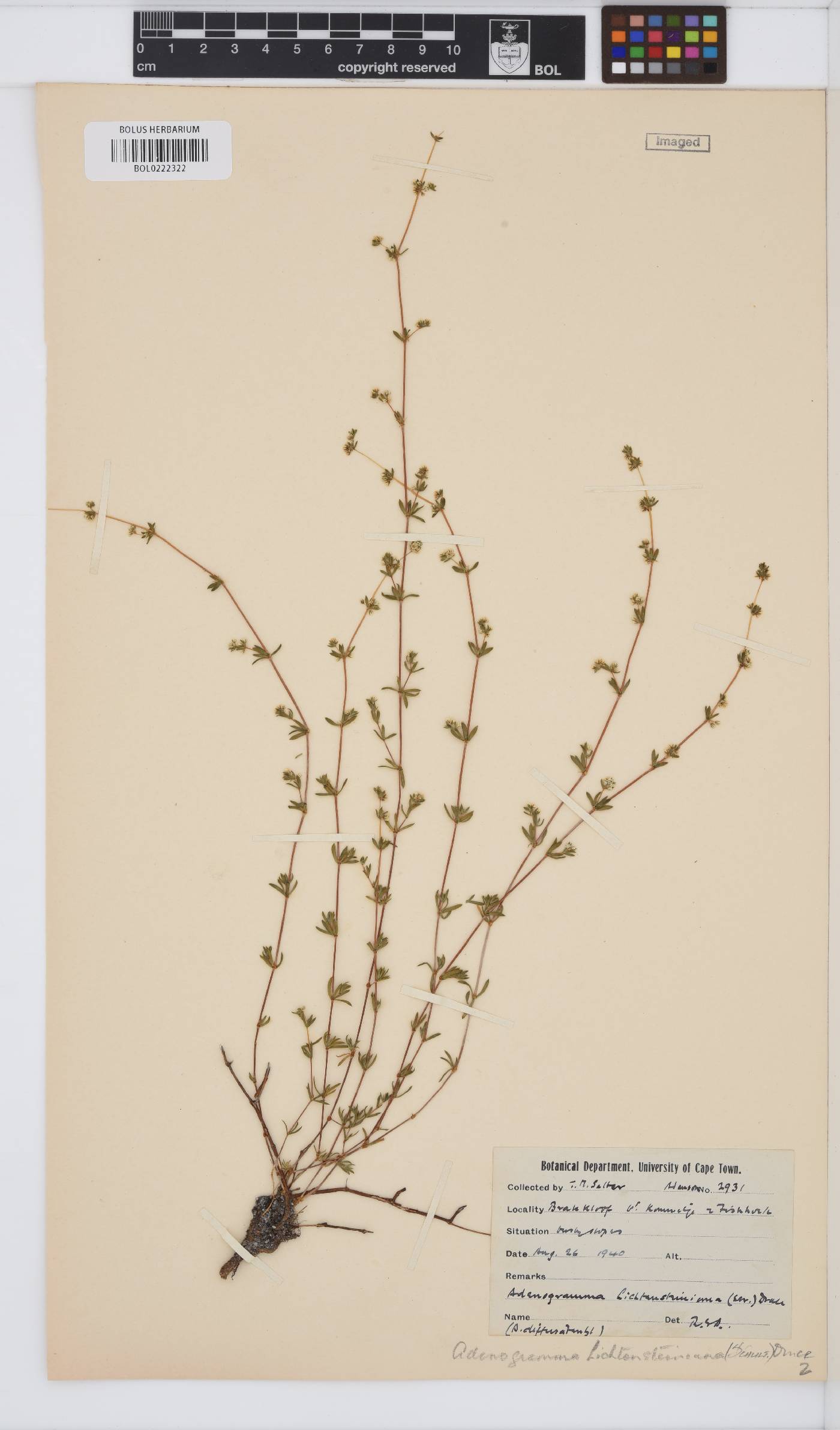 Adenogramma lichtensteiniana image