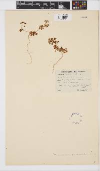 Pharnaceum cordifolium image