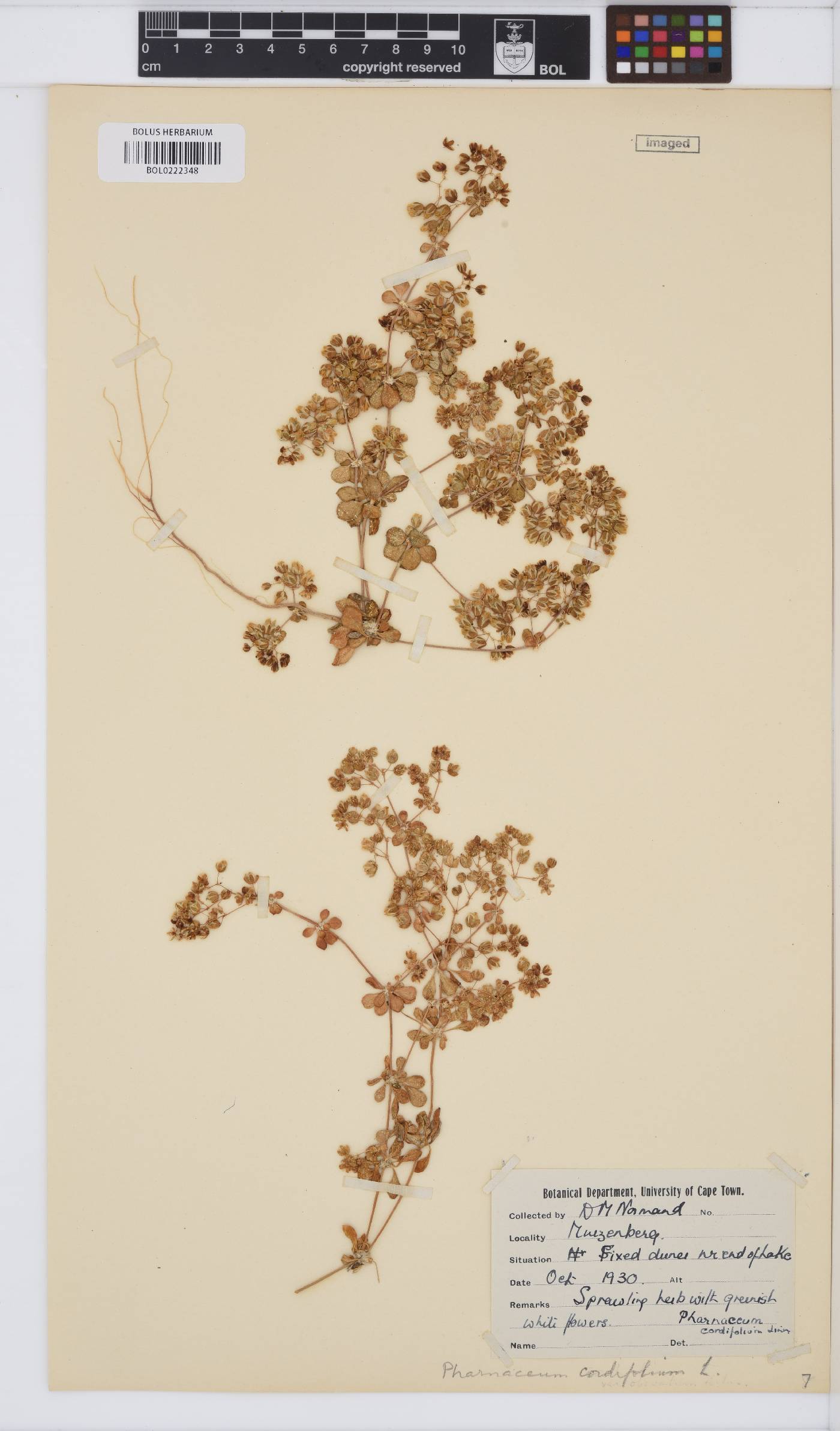 Pharnaceum cordifolium image