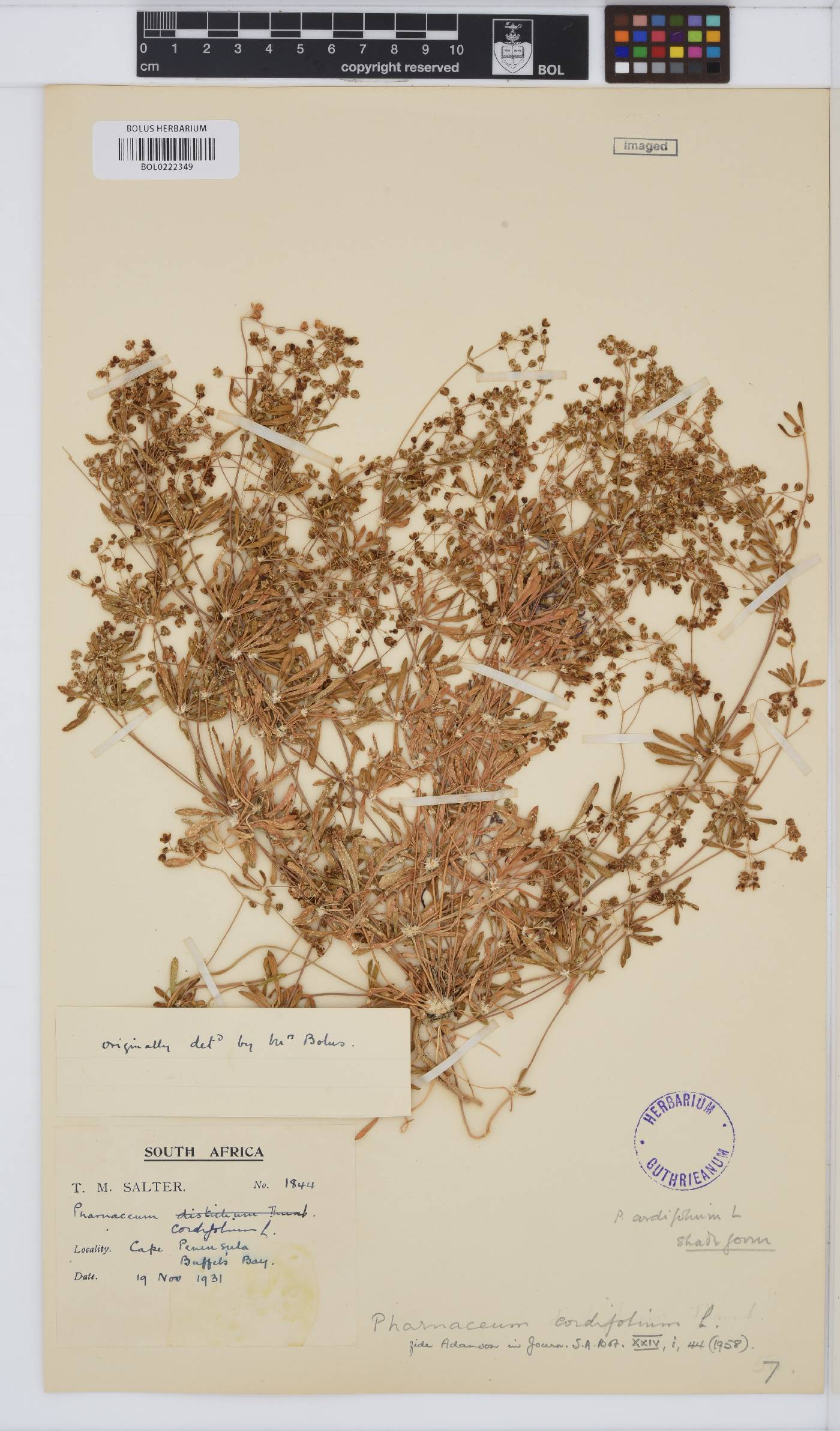 Pharnaceum cordifolium image