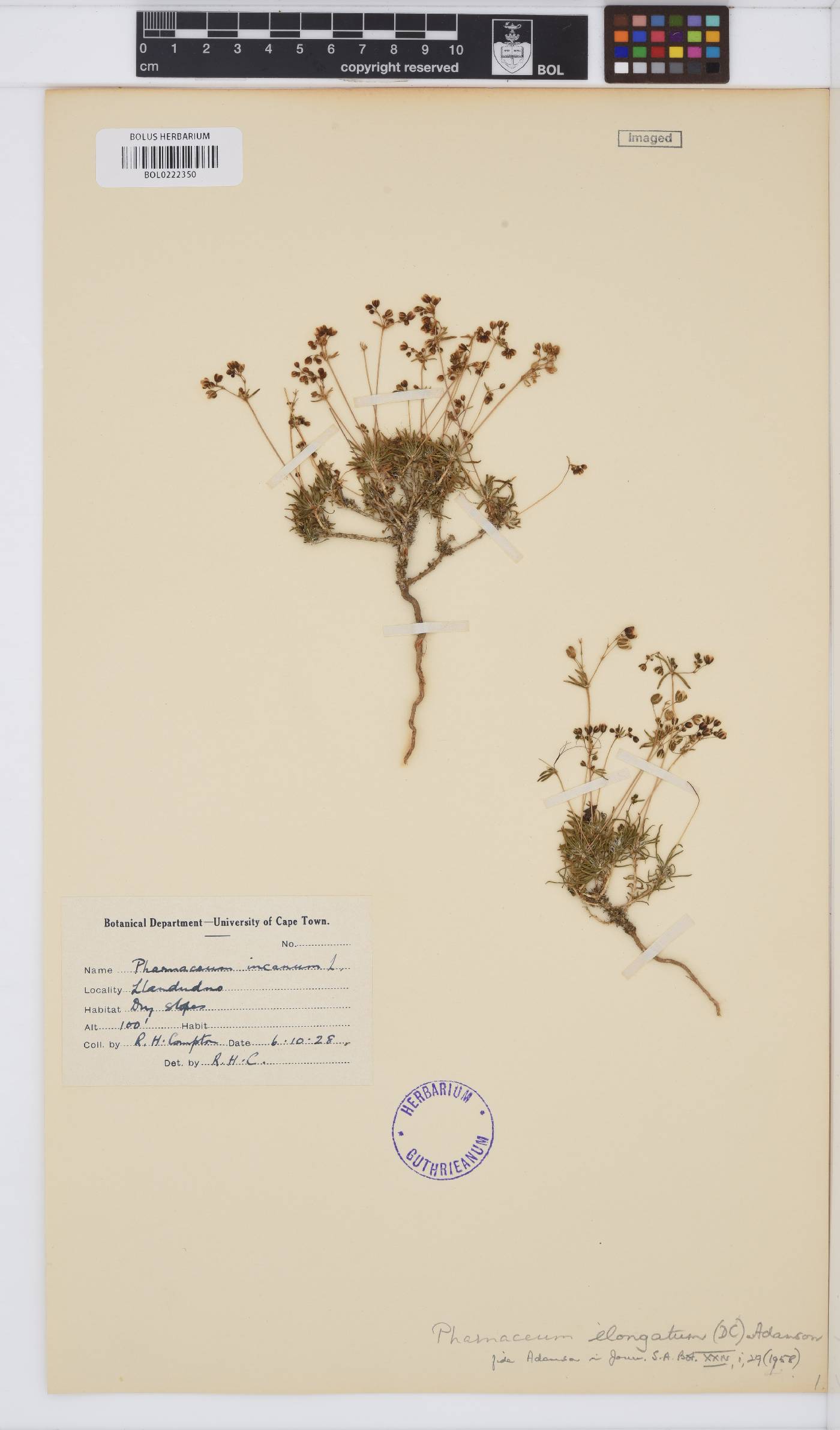 Pharnaceum elongatum image
