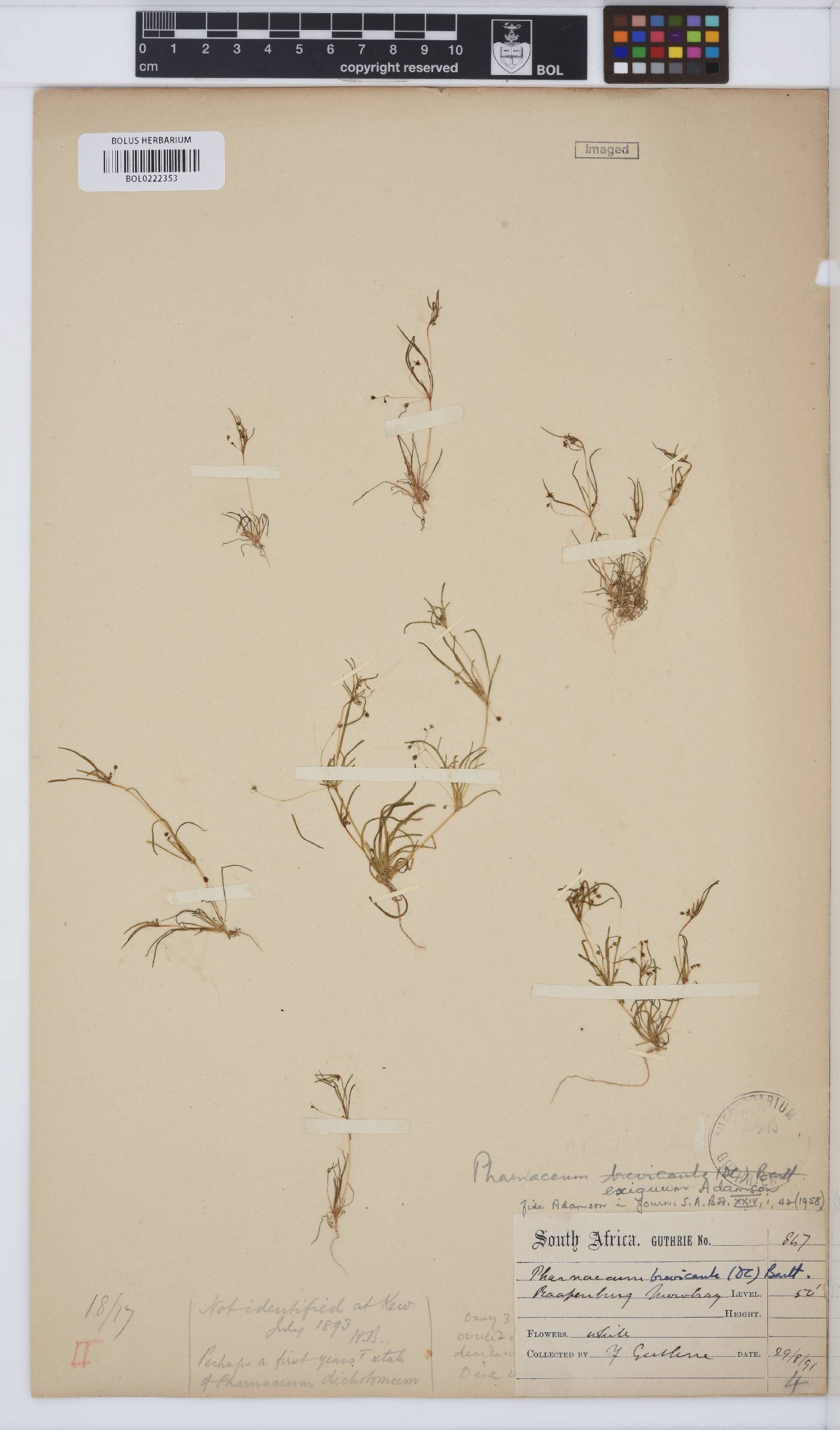 Pharnaceum exiguum image
