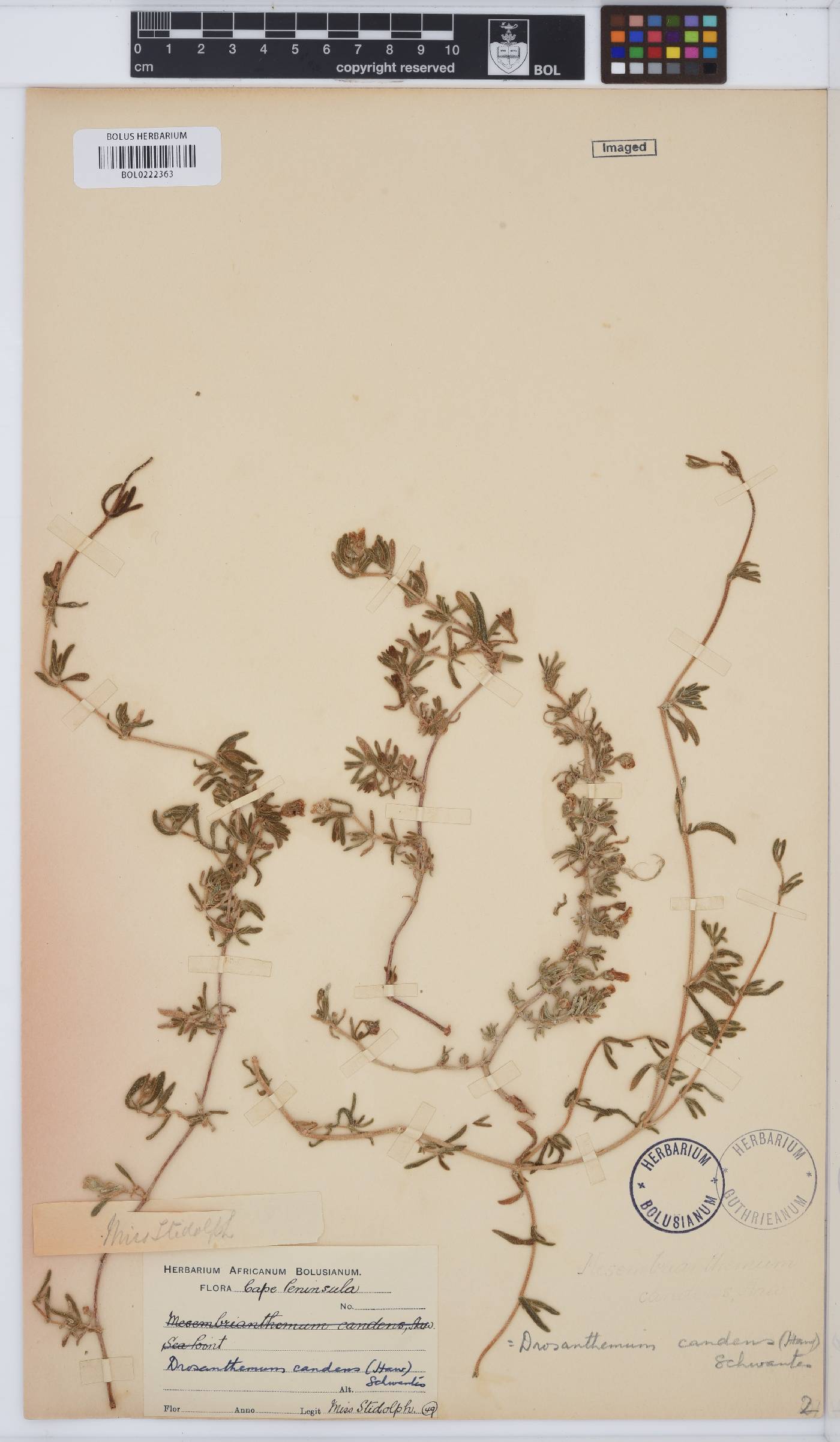Drosanthemum candens image