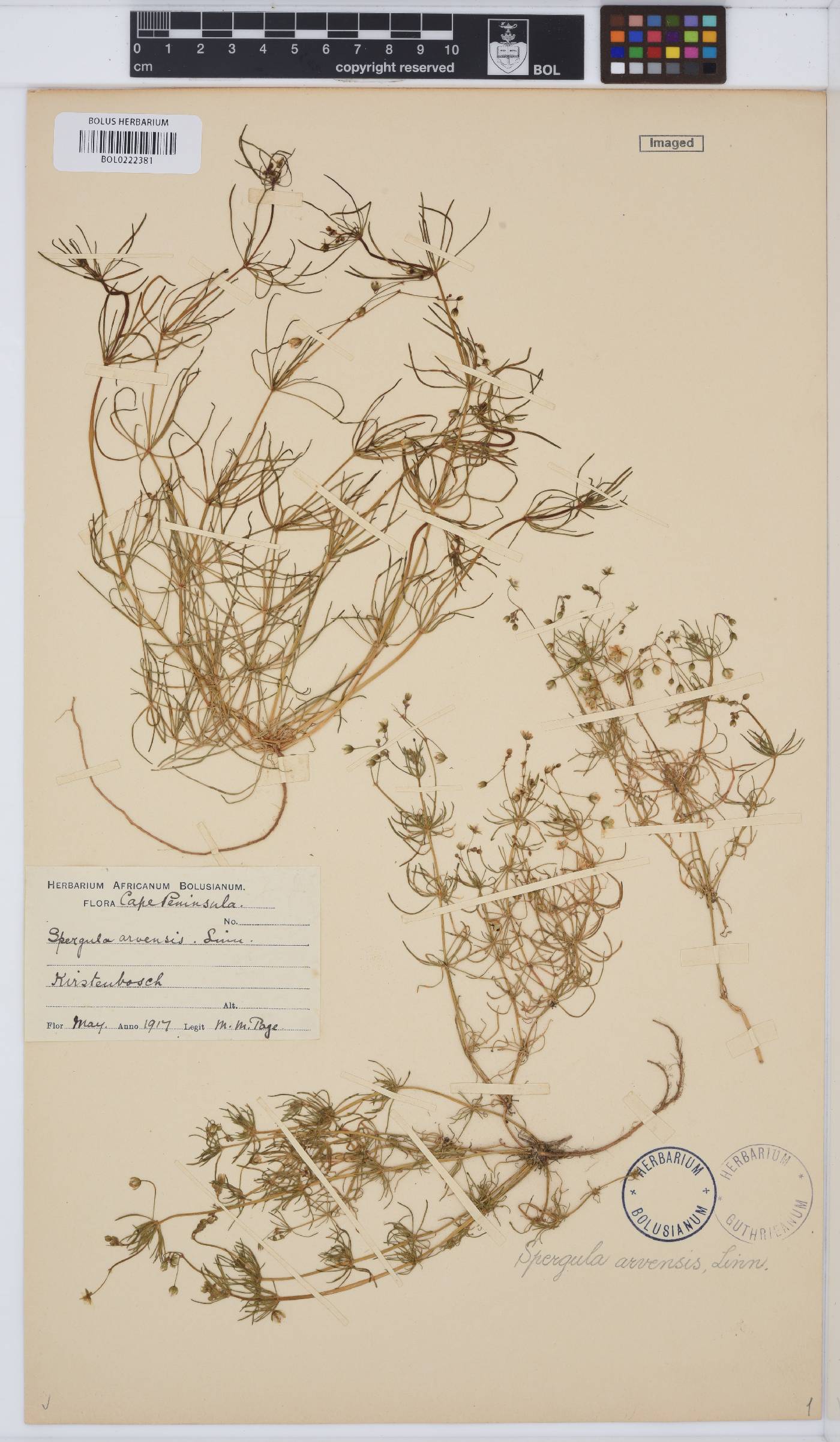 Caryophyllaceae image