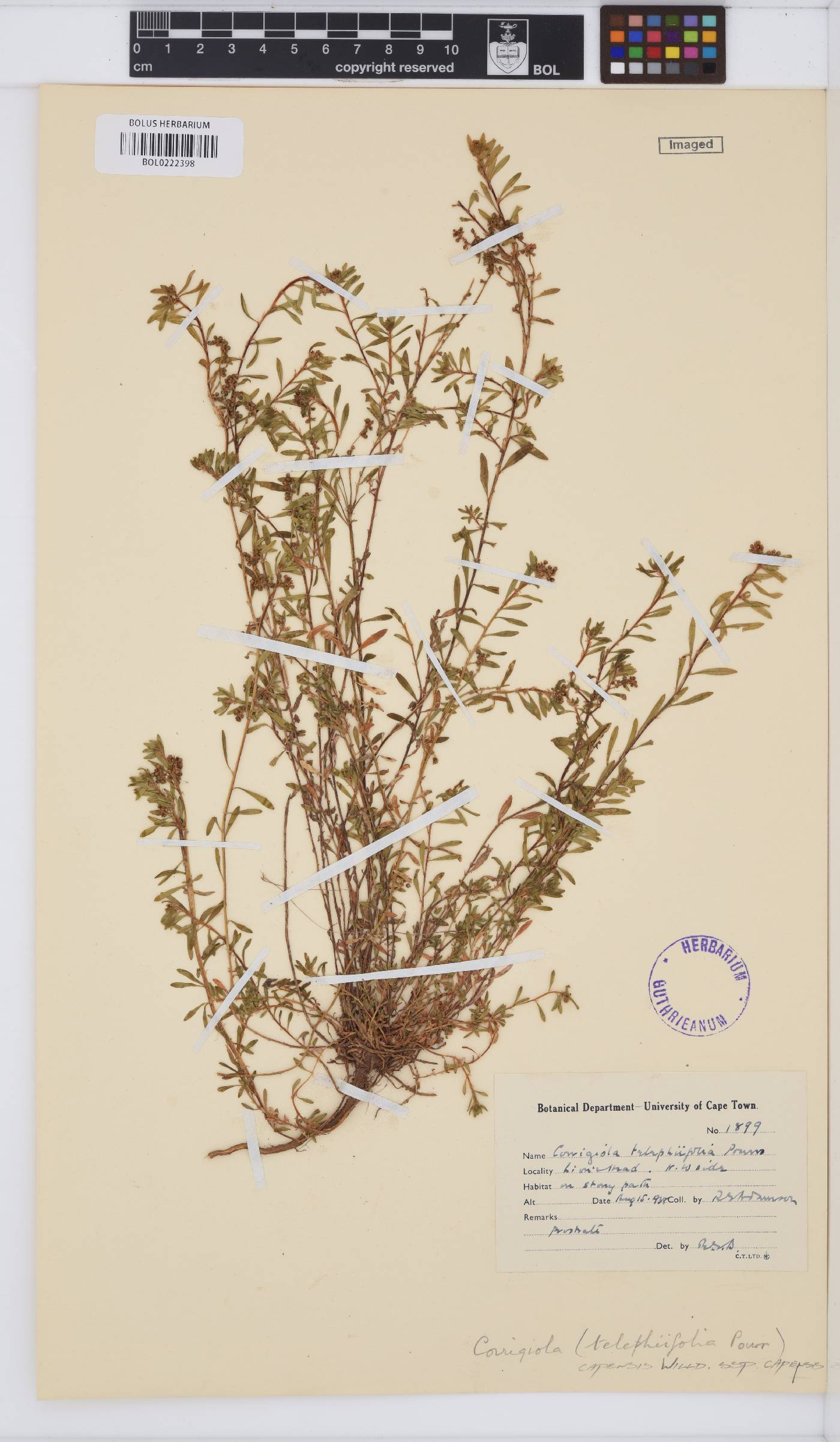 Corrigiola capensis subsp. capensis image