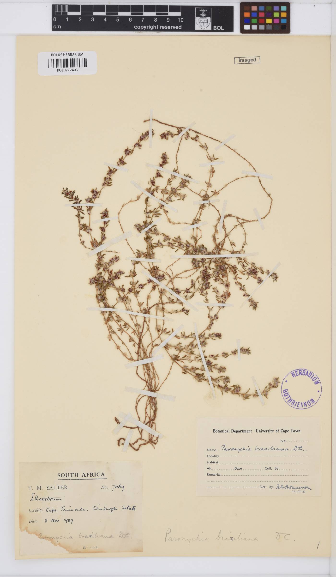 Paronychia brasiliana image