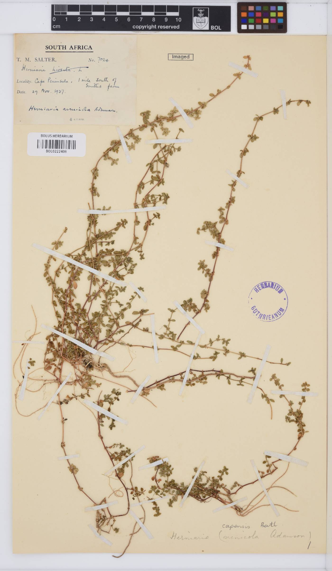 Herniaria capensis image