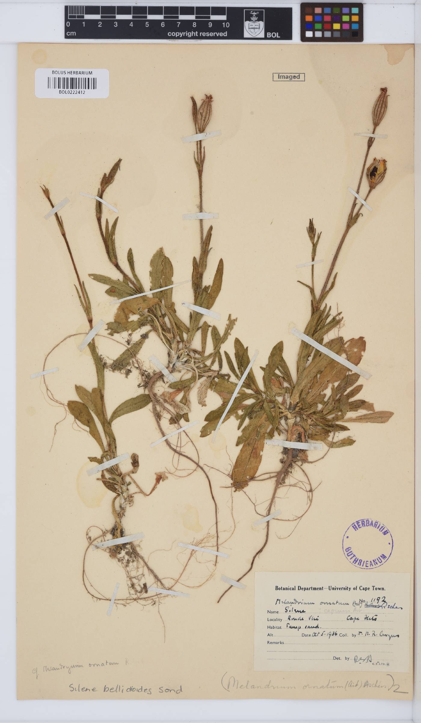 Silene undulata subsp. undulata image