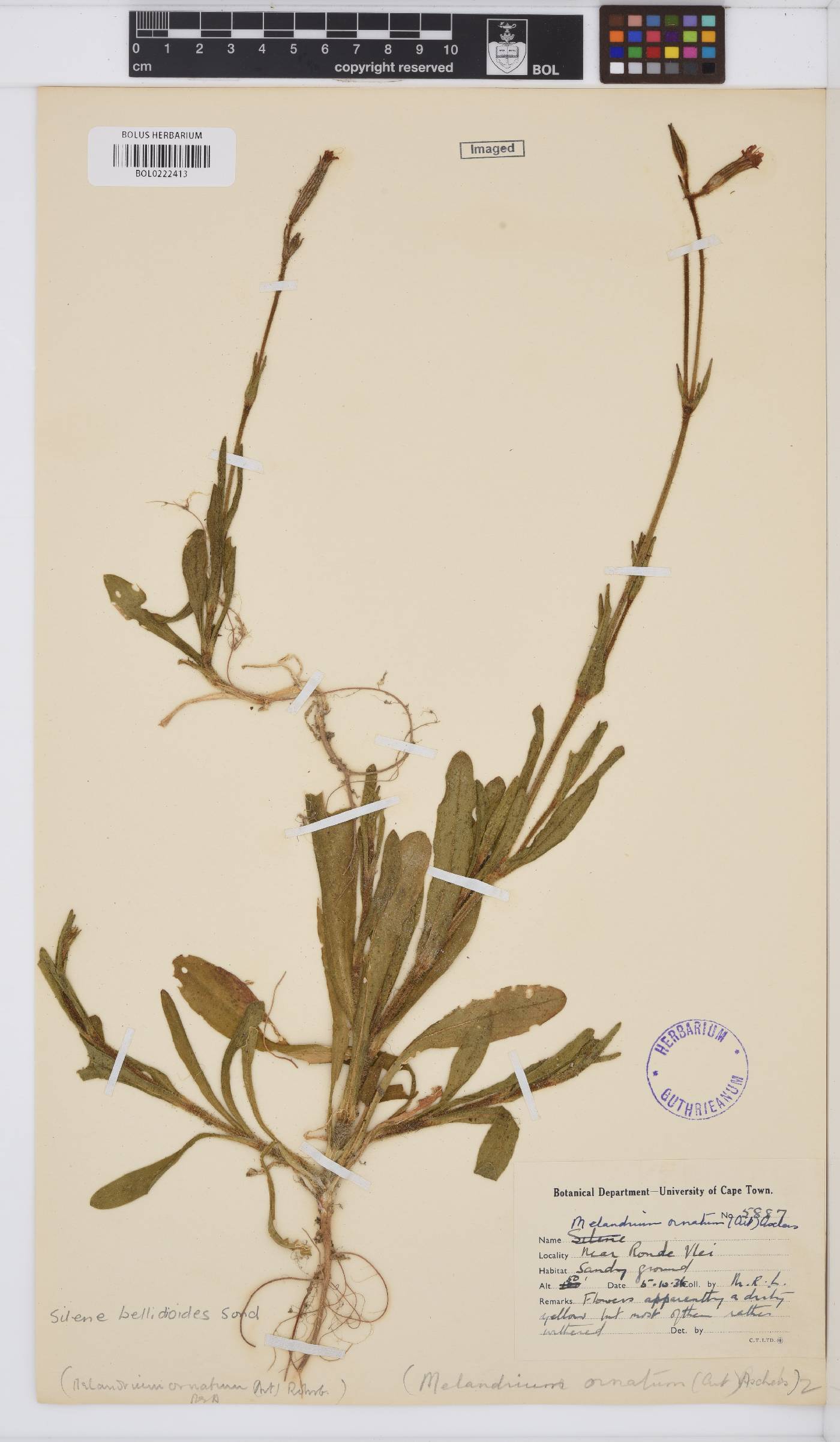 Silene undulata subsp. undulata image