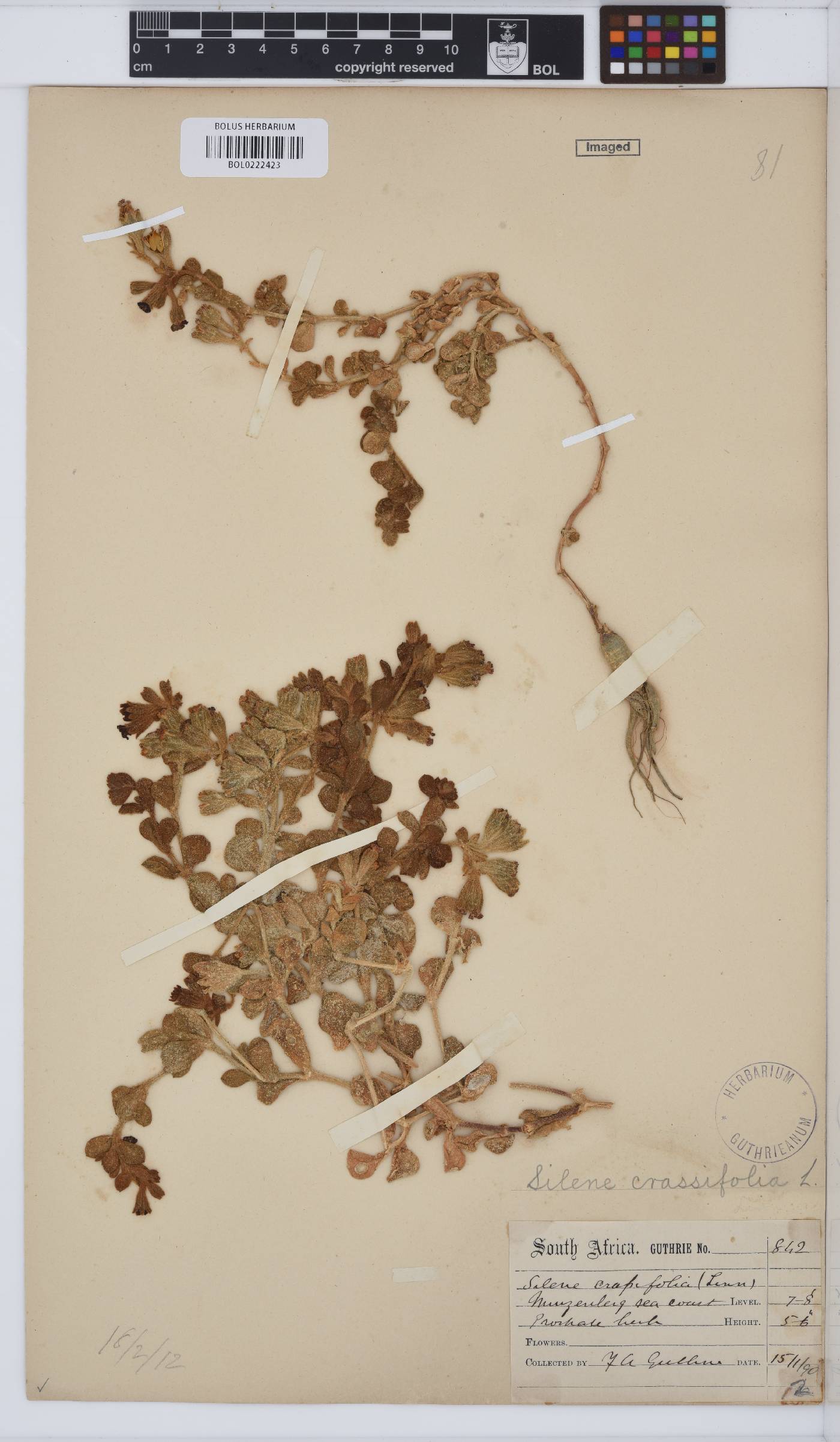 Caryophyllaceae image