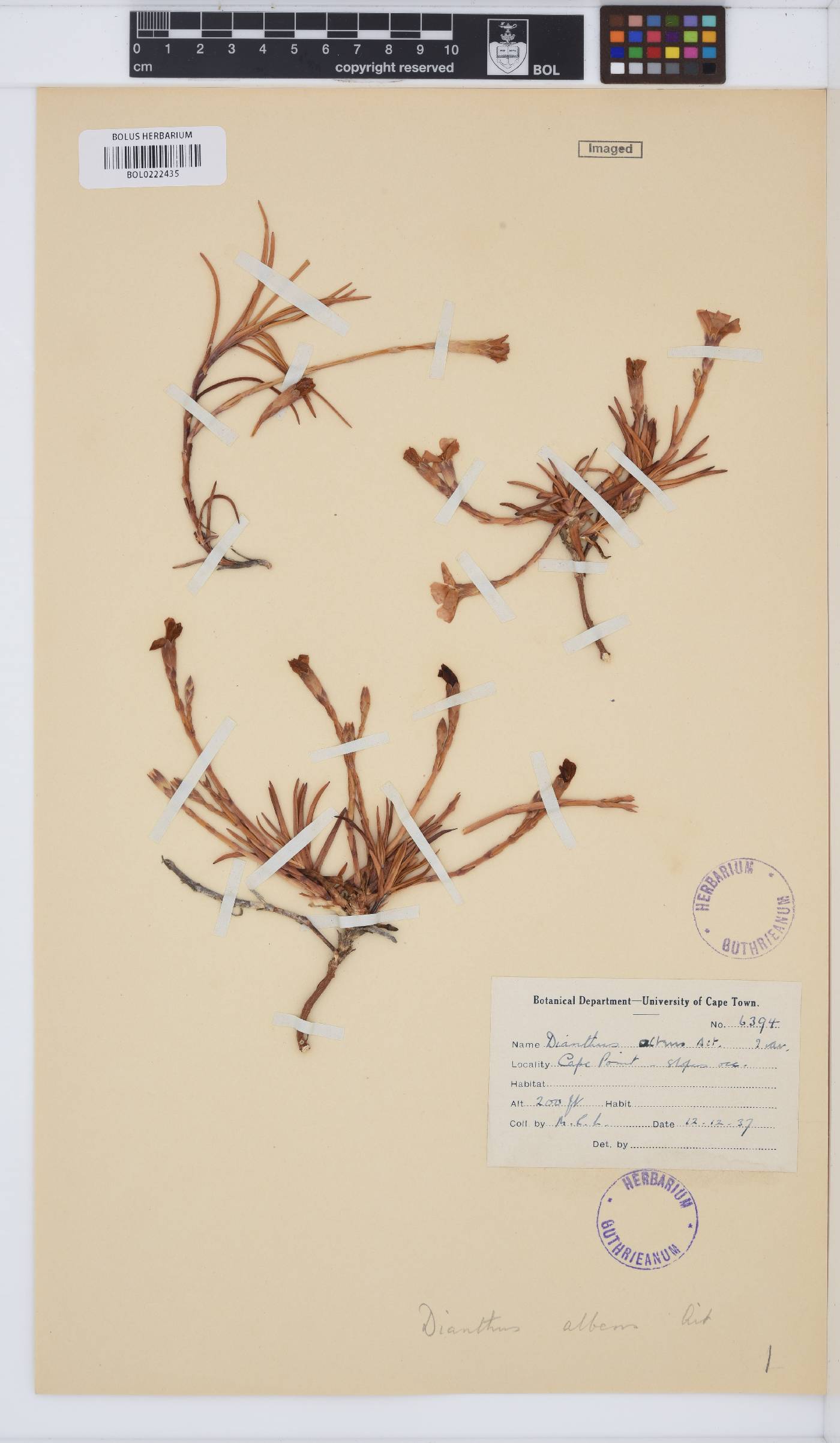 Dianthus albens image