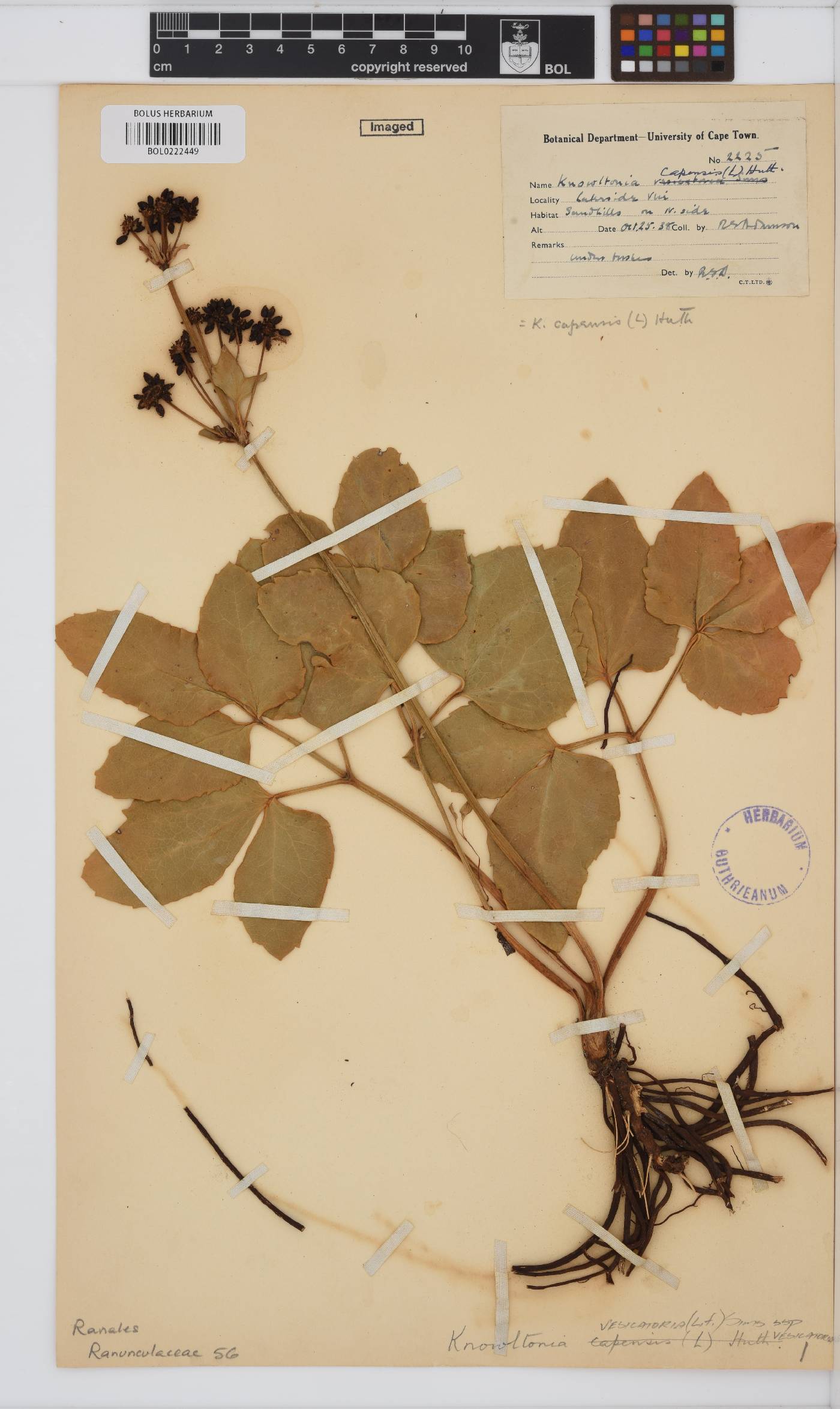 Ranunculaceae image