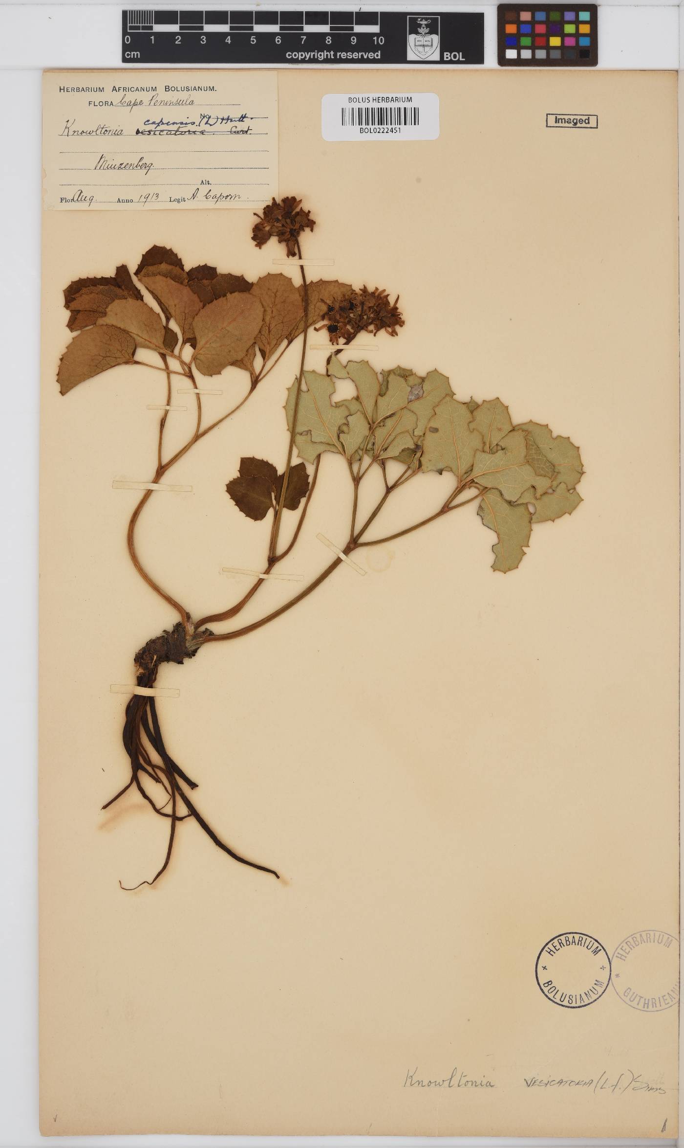 Ranunculaceae image