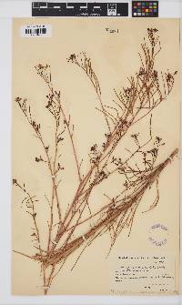 Heliophila acuminata image