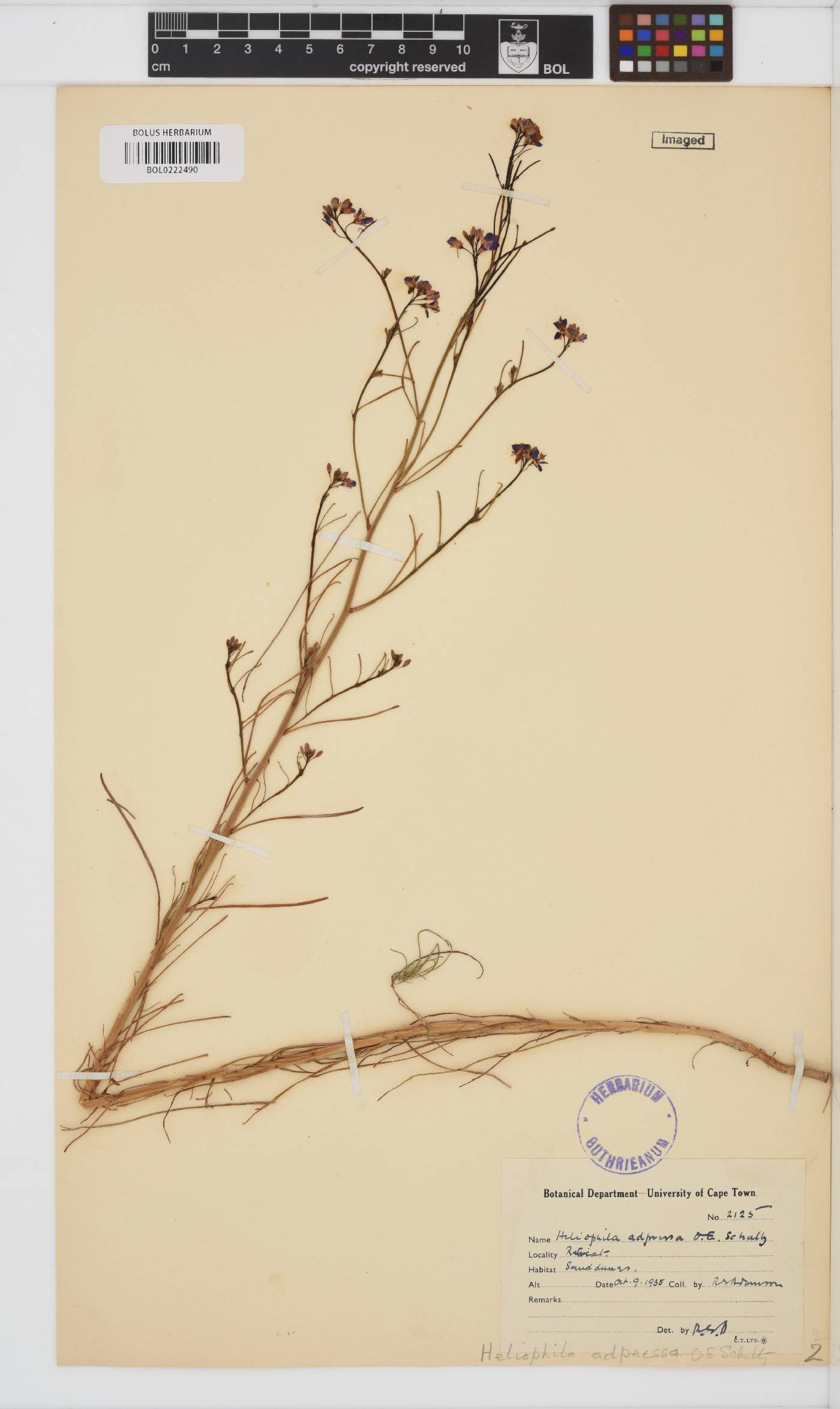 Heliophila acuminata image