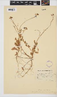 Heliophila africana image