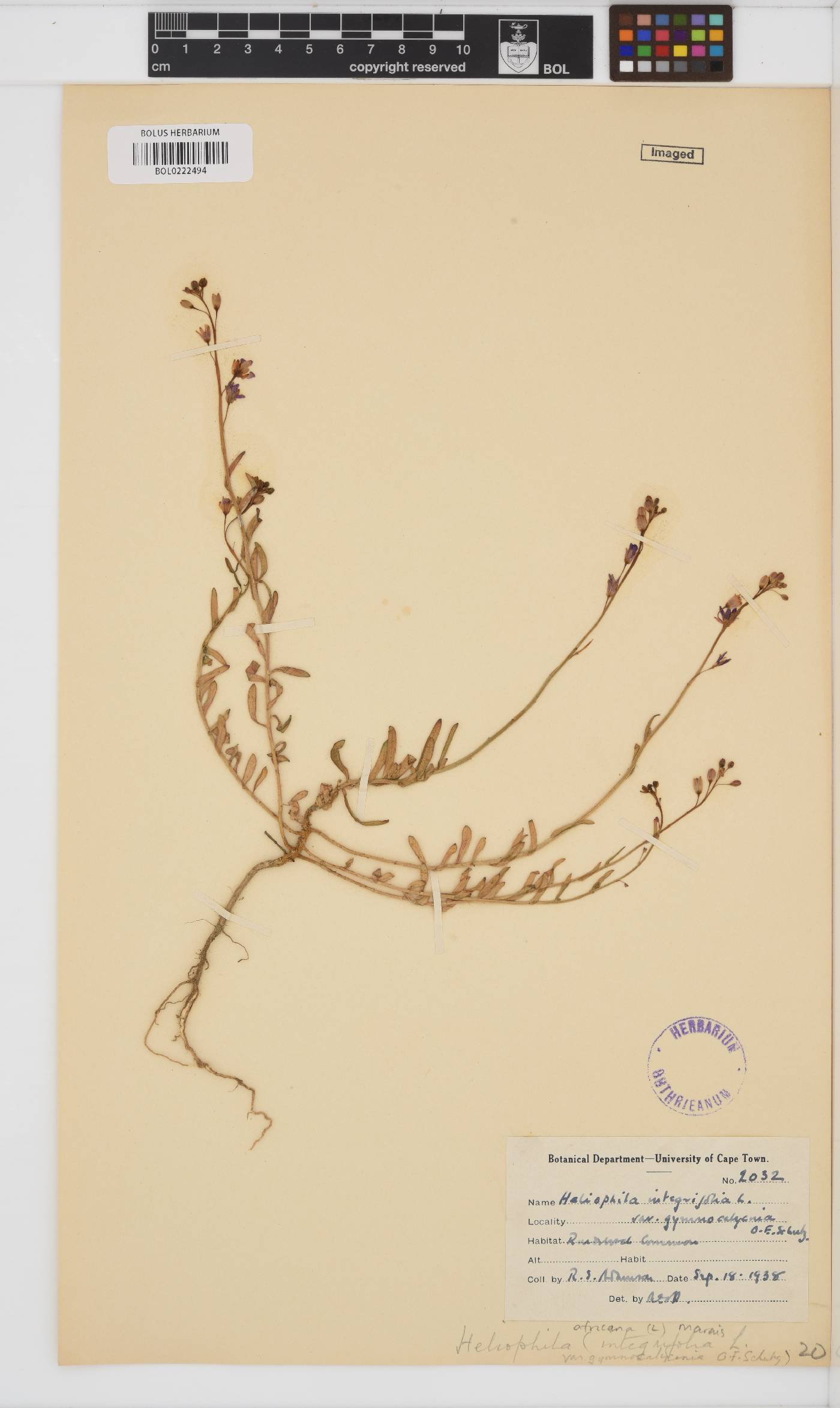 Heliophila africana image