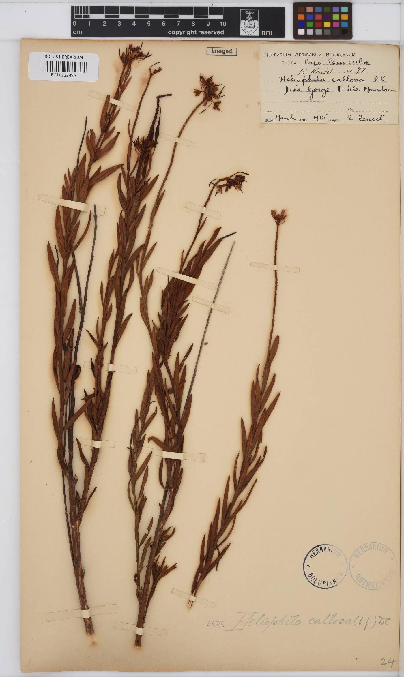 Heliophila callosa image