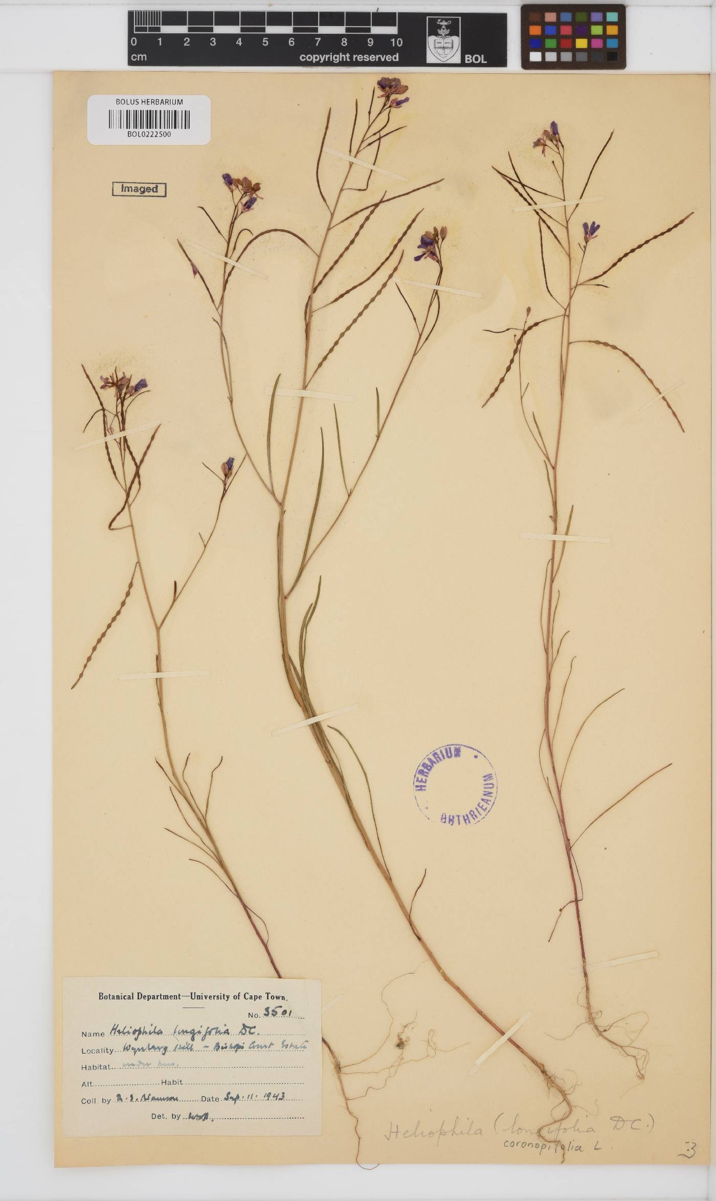 Heliophila coronopifolia image