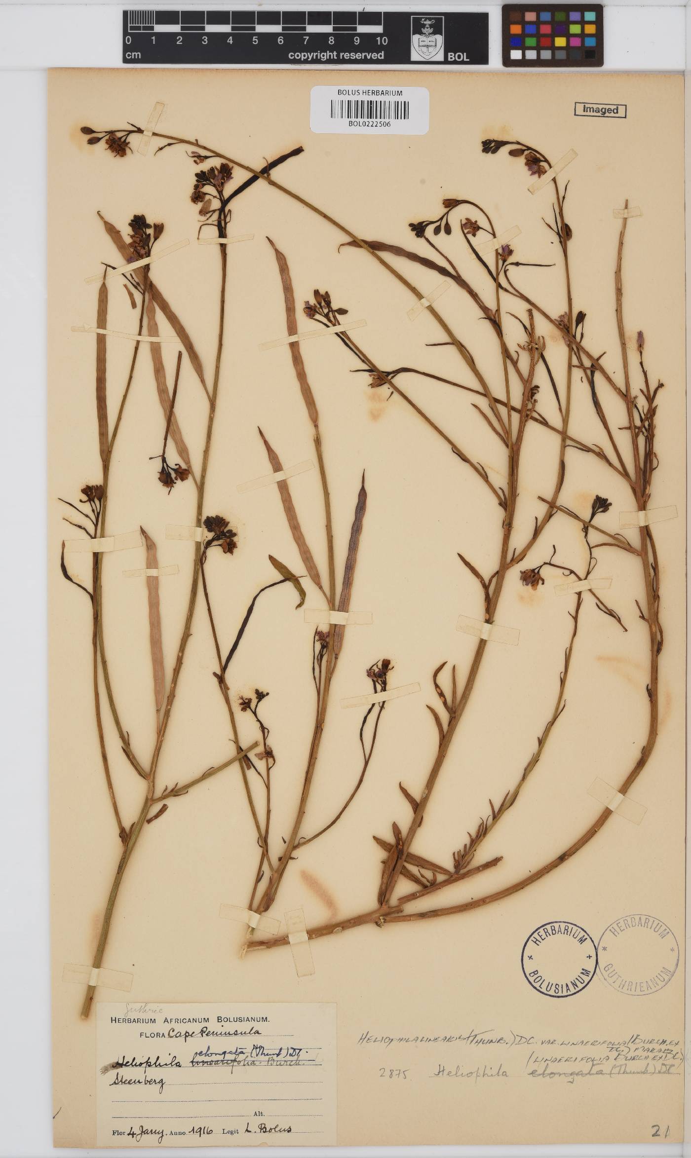 Heliophila linearis var. linearifolia image