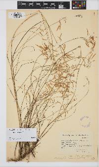 Heliophila meyeri image