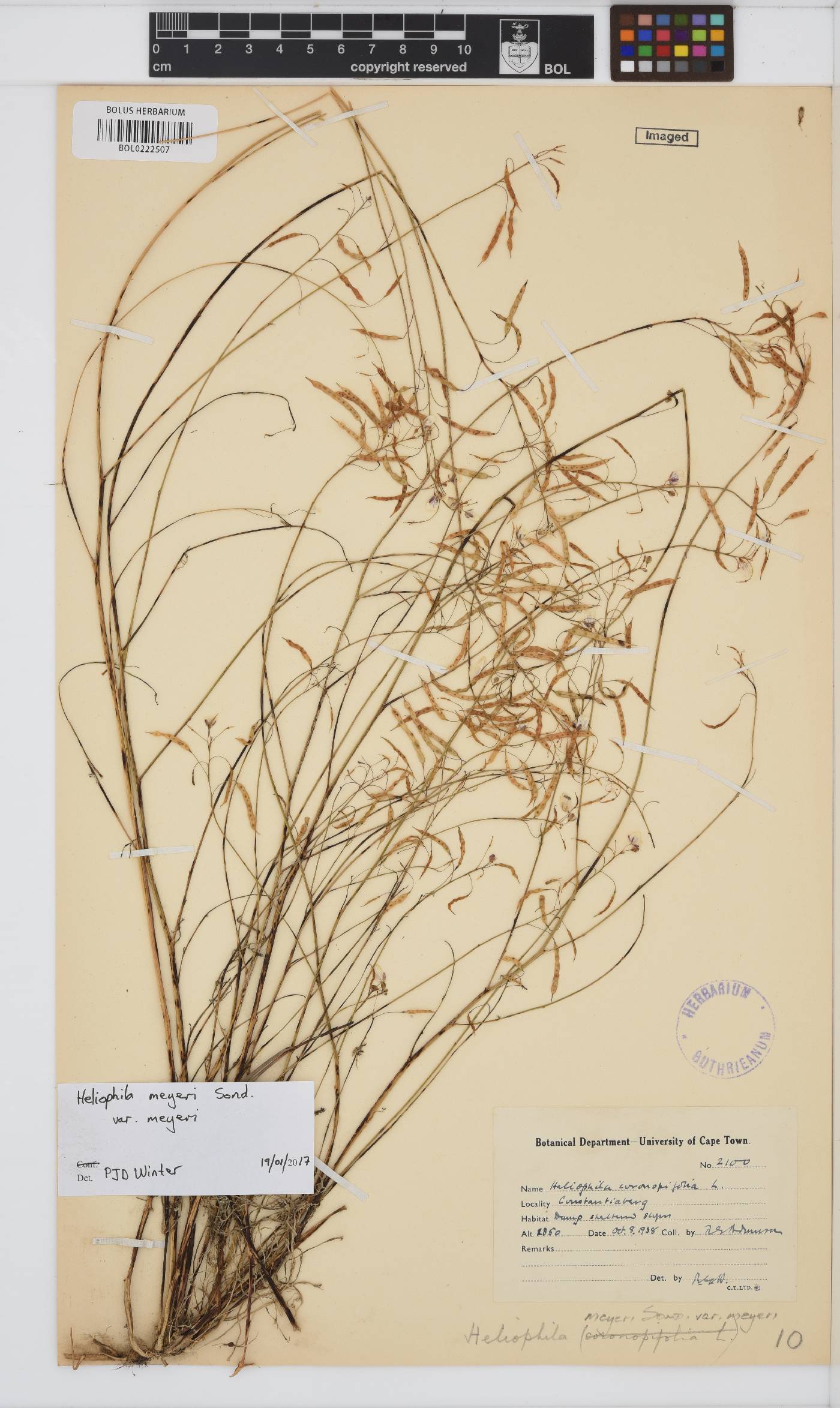Heliophila meyeri image