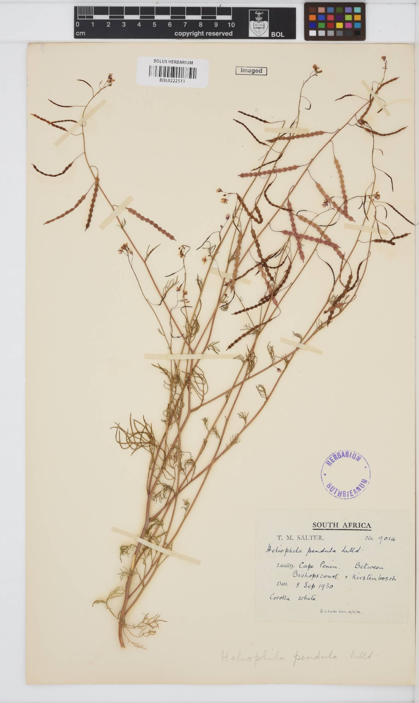 Heliophila pendula image
