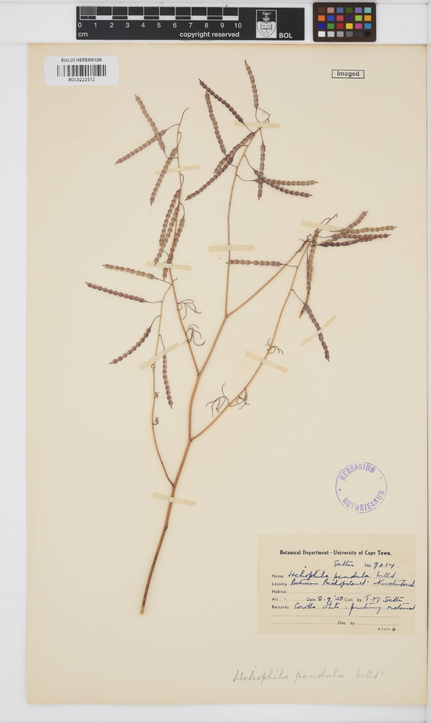Heliophila pendula image