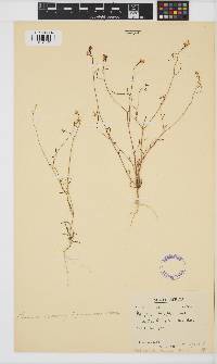 Heliophila promontorii image