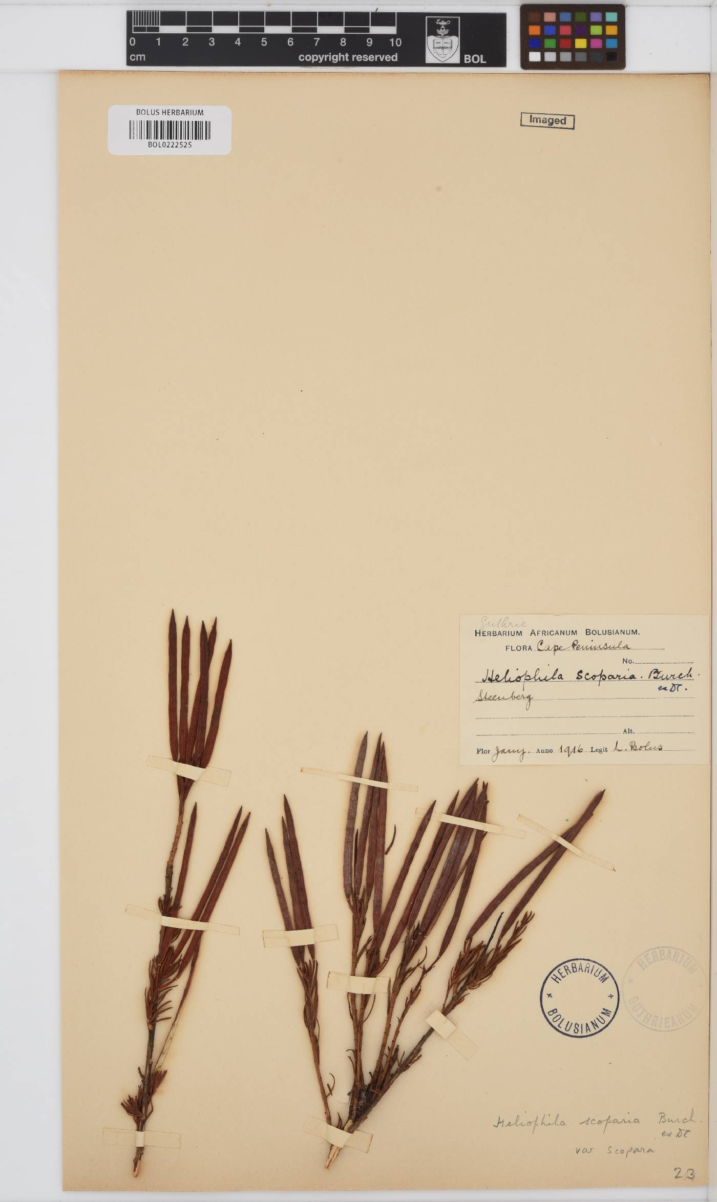 Heliophila scoparia image