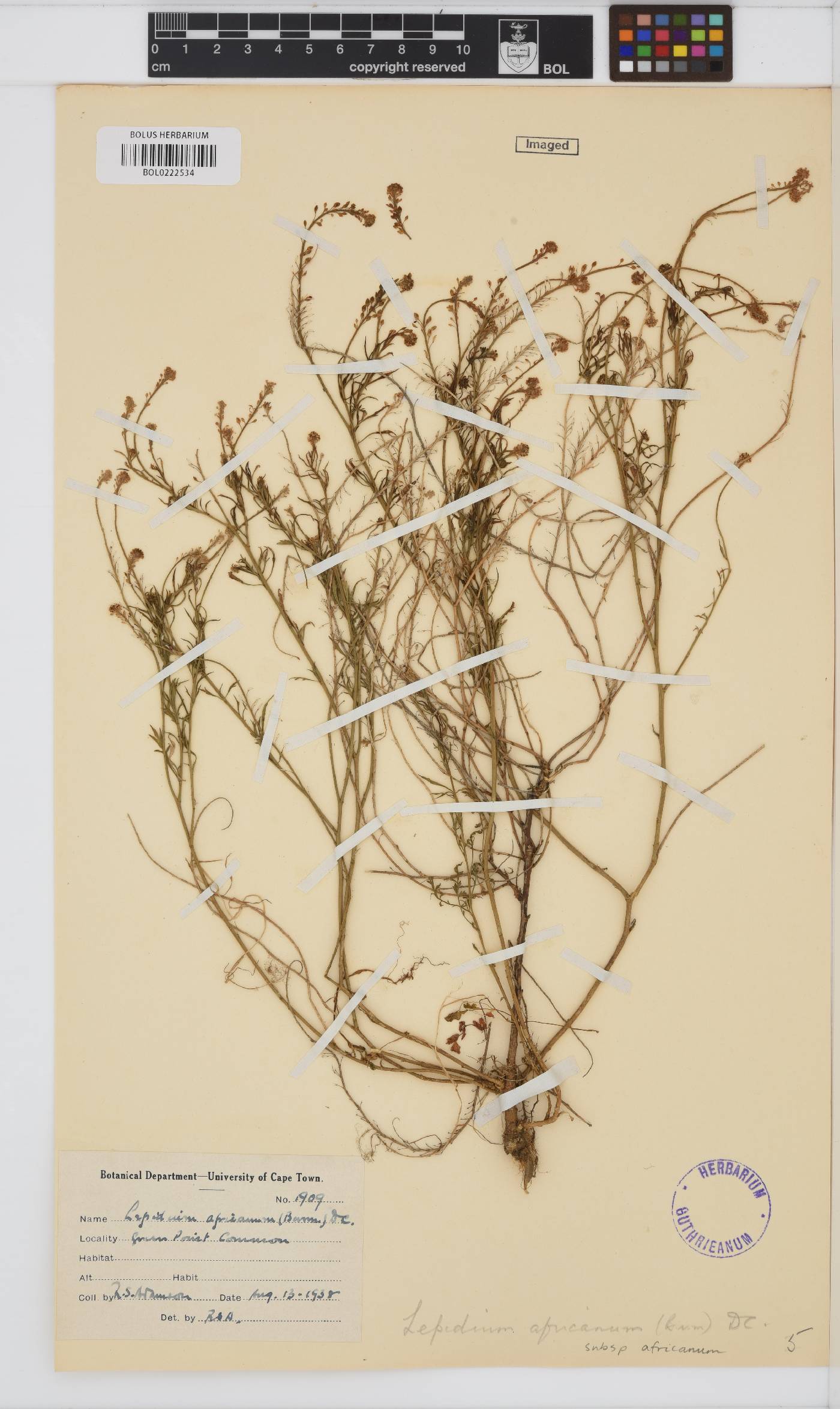 Lepidium africanum subsp. africanum image