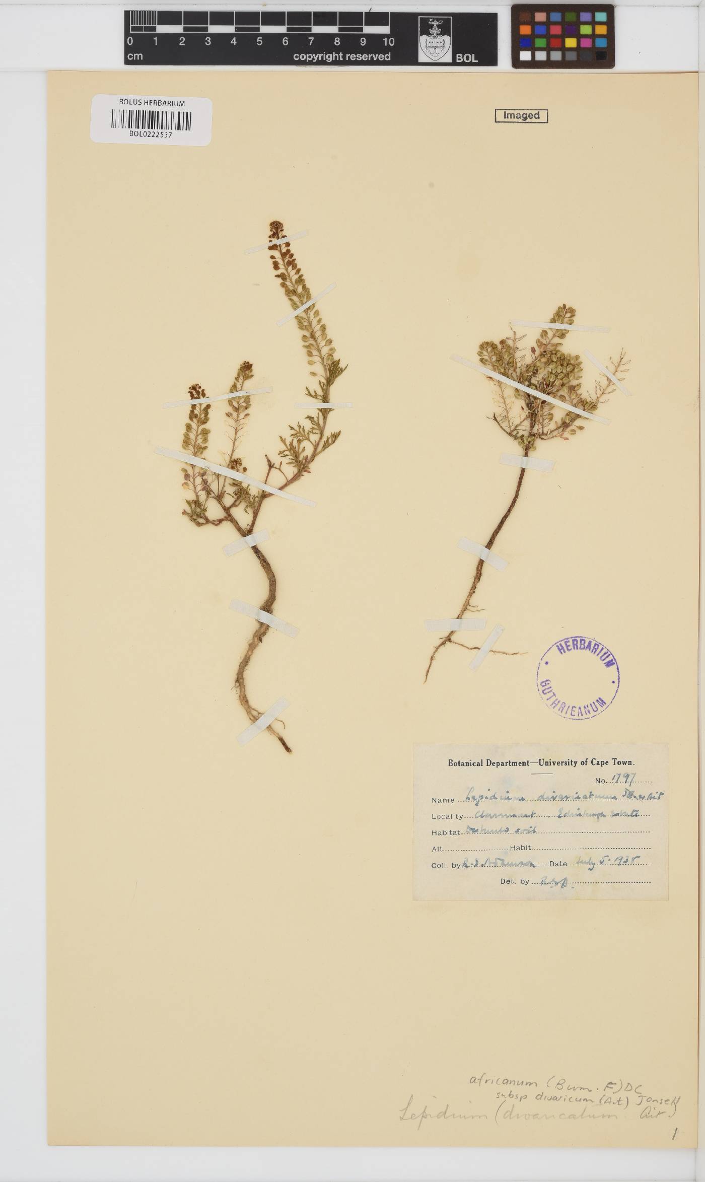 Lepidium africanum image