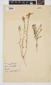 Image of Lepidium virginicum