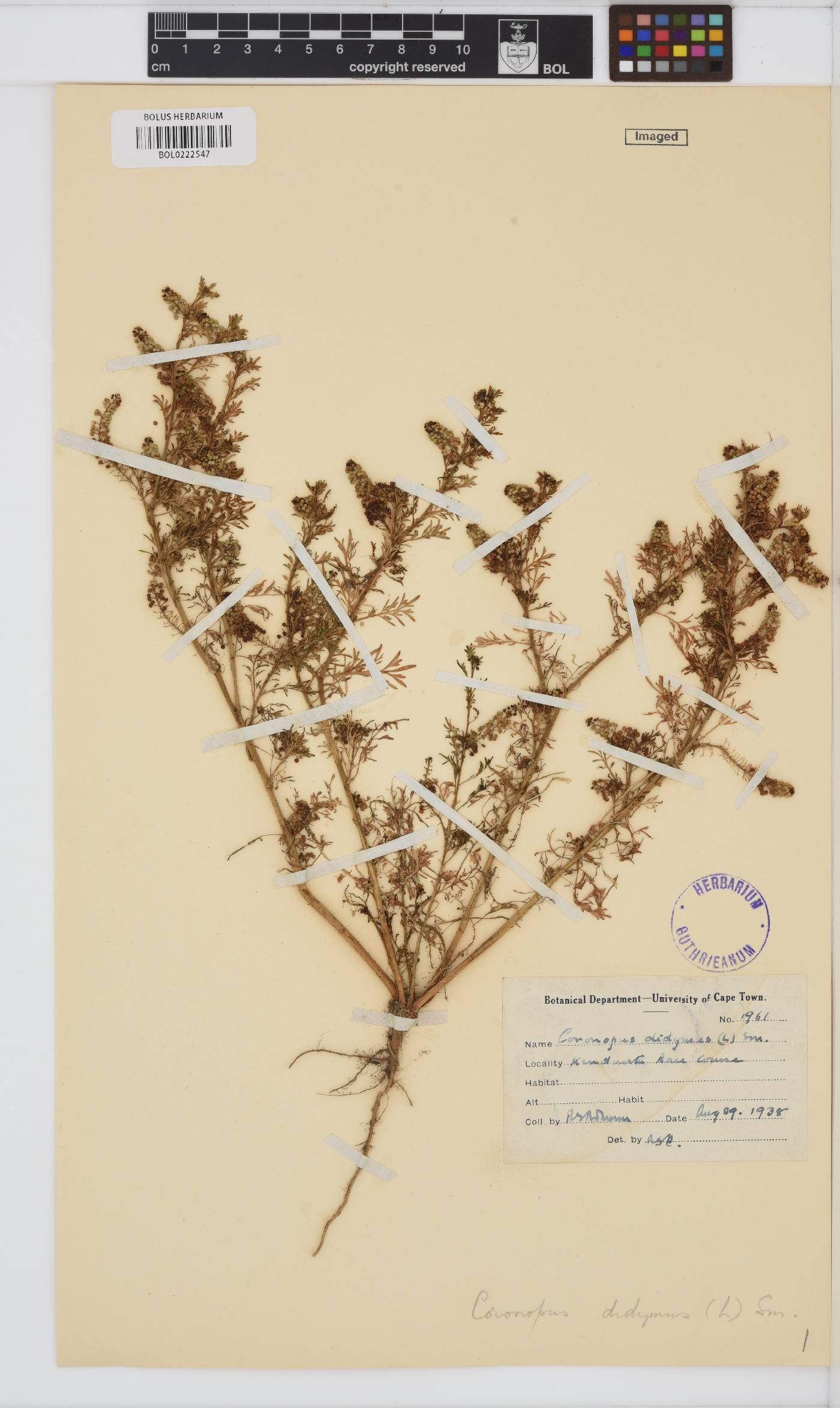 Lepidium didymum image