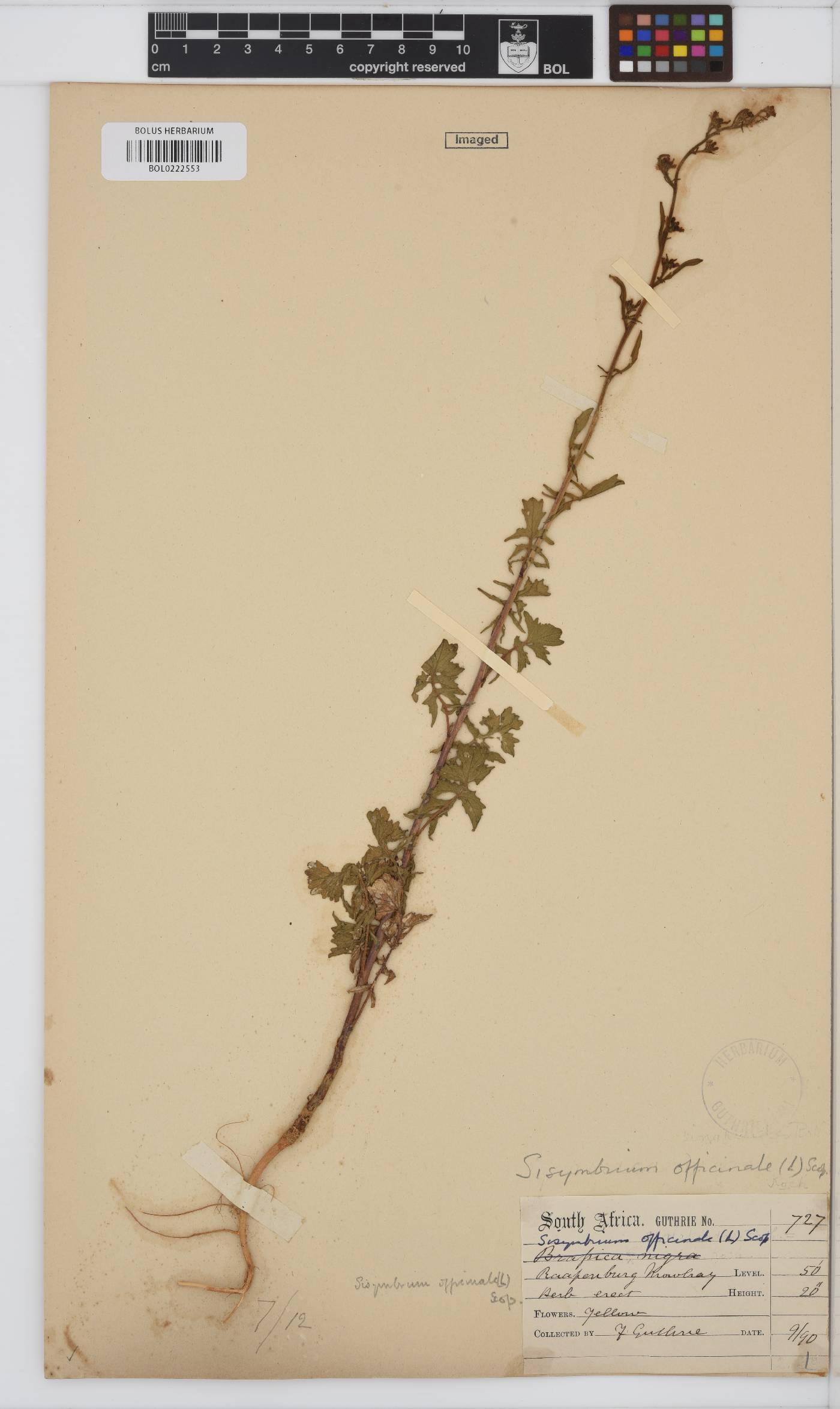 Sisymbrium officinale image